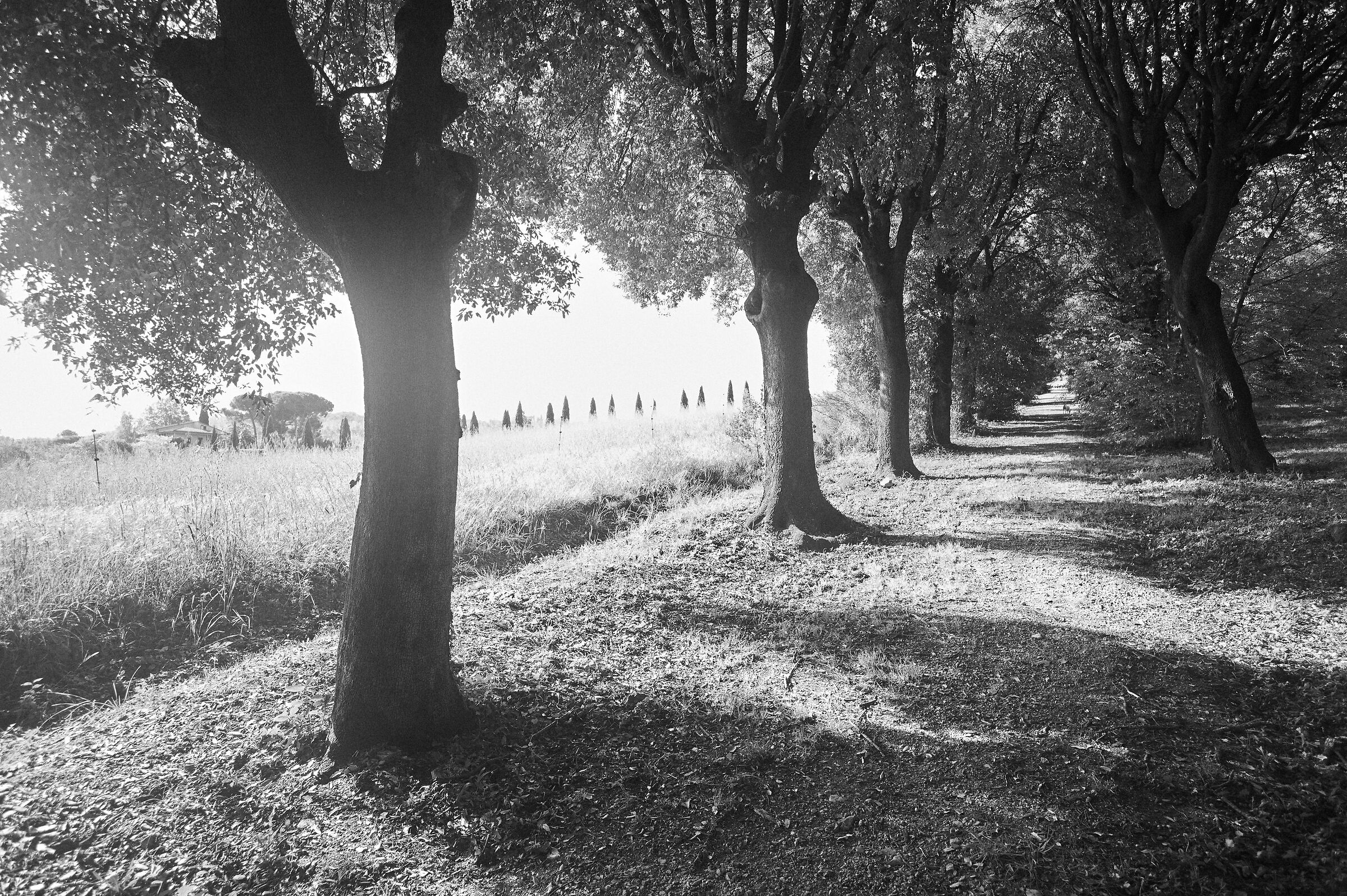 Il piacere di scattare foto (sbagliate) con M9.