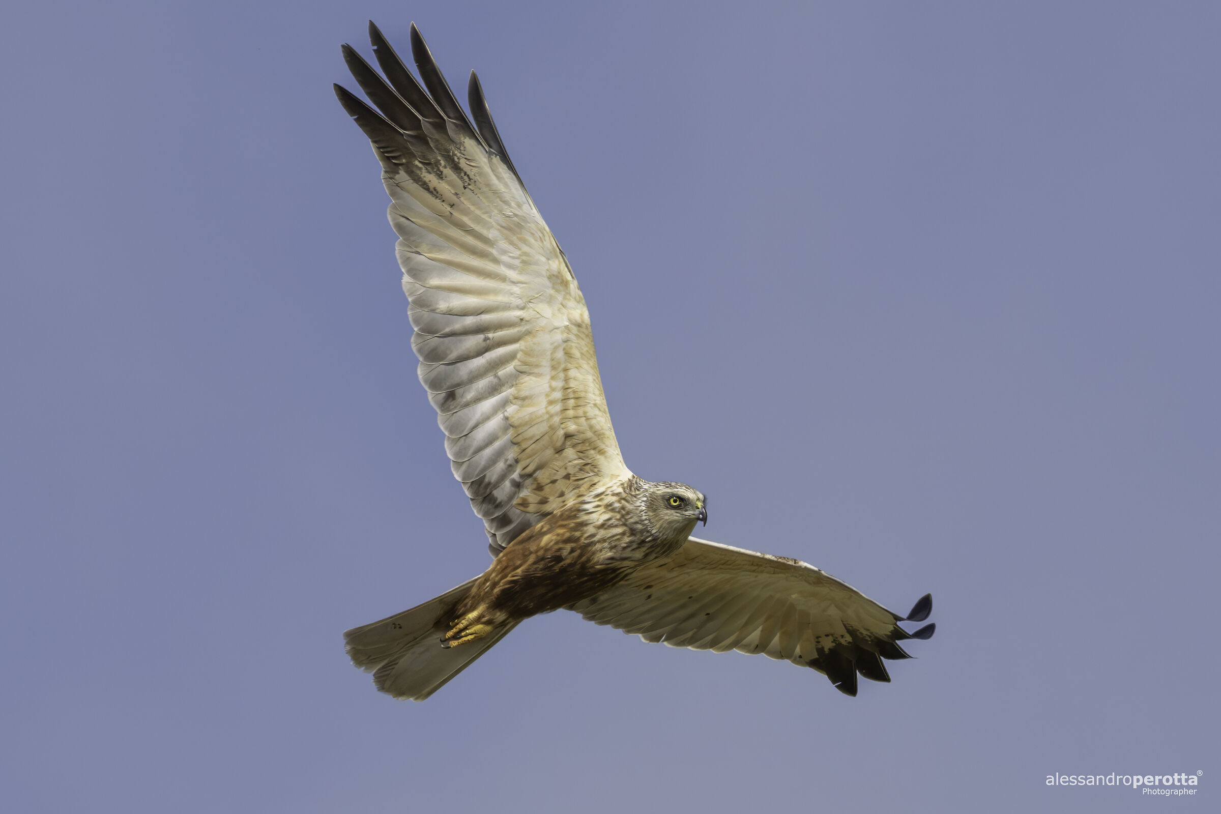 Circus aeruginosus