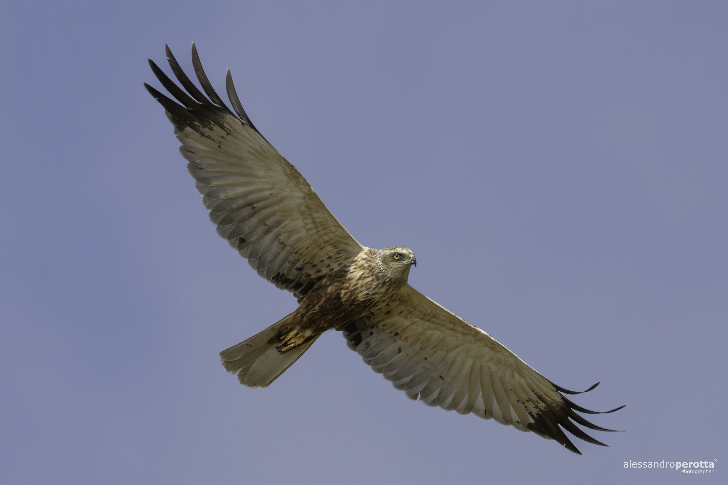 Circus aeruginosus