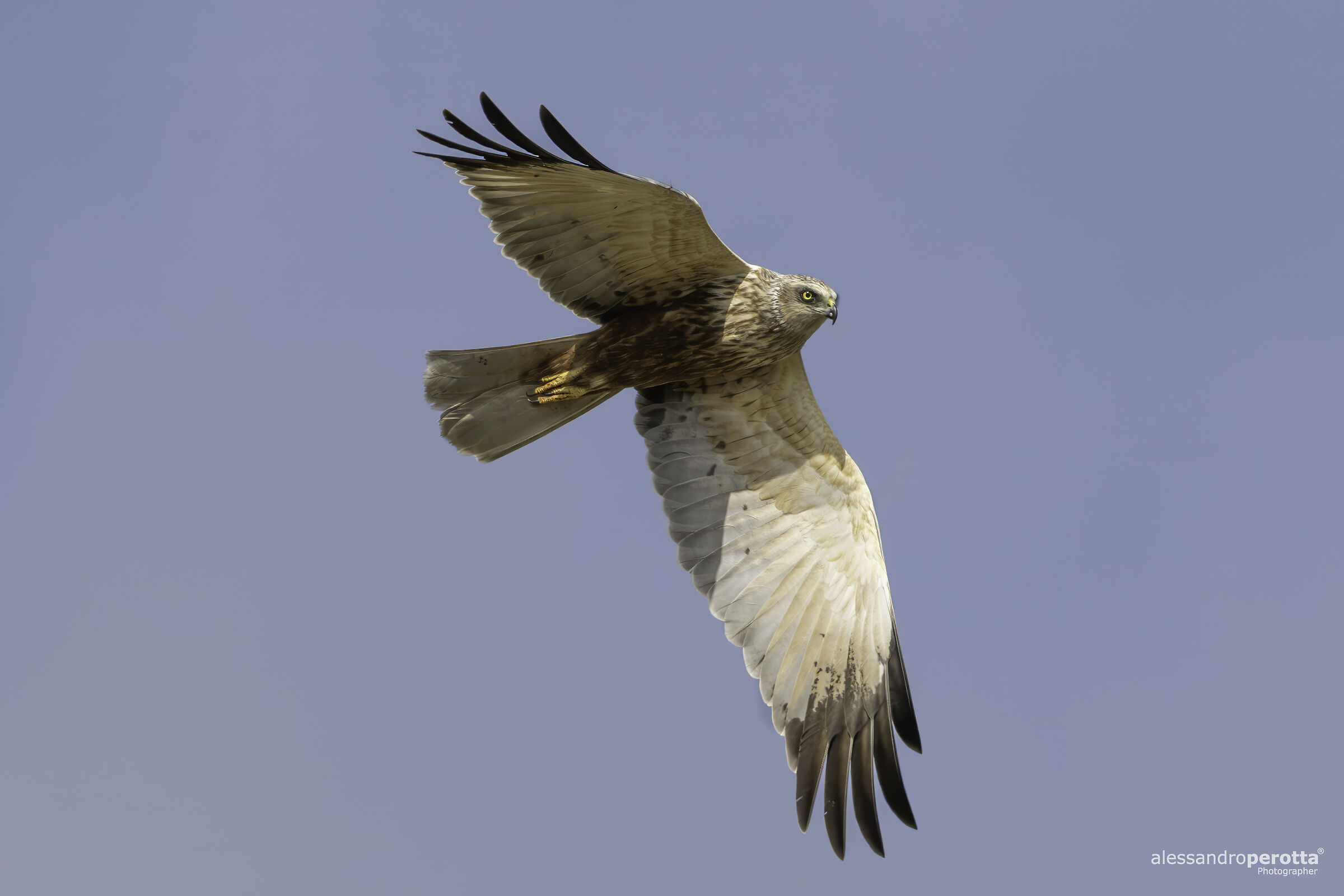 Circus aeruginosus