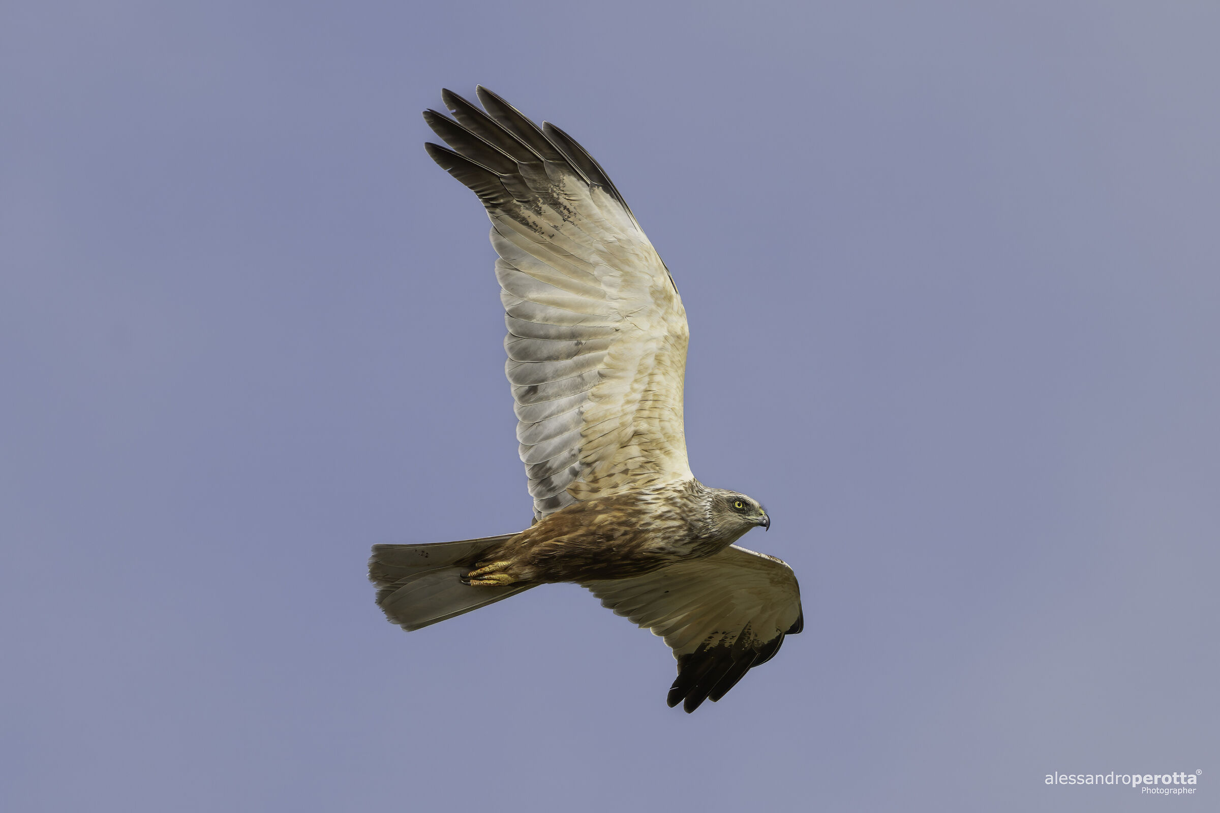 Circus aeruginosus