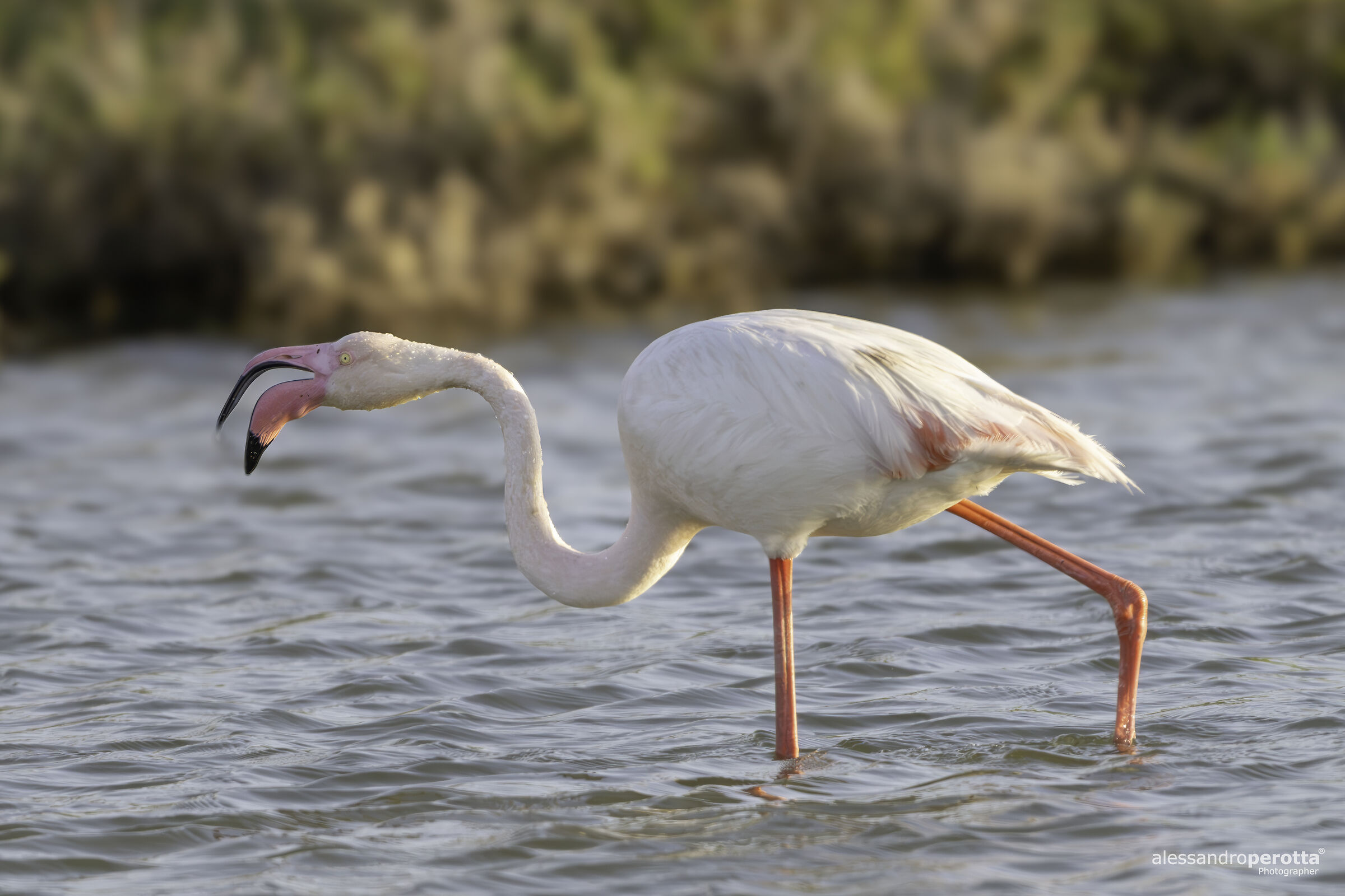 Phoenicopterus roseus