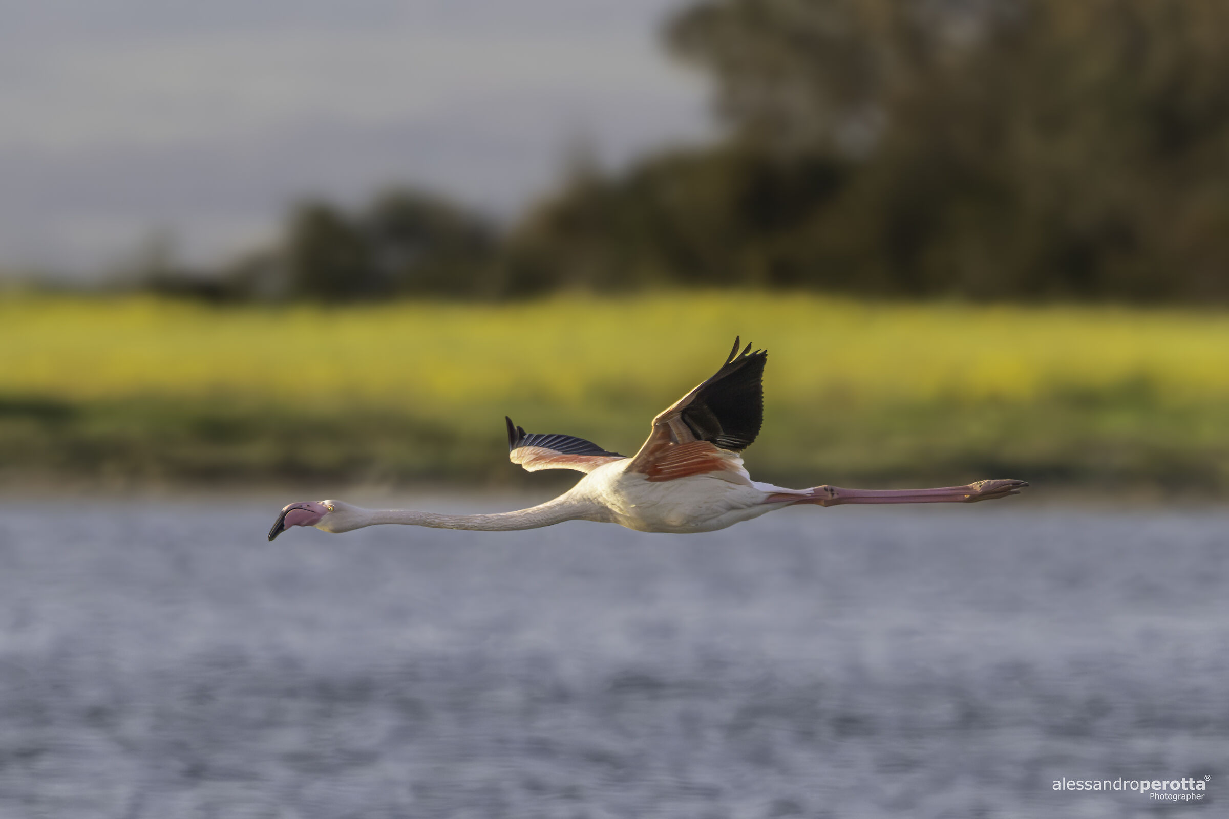 Phoenicopterus roseus