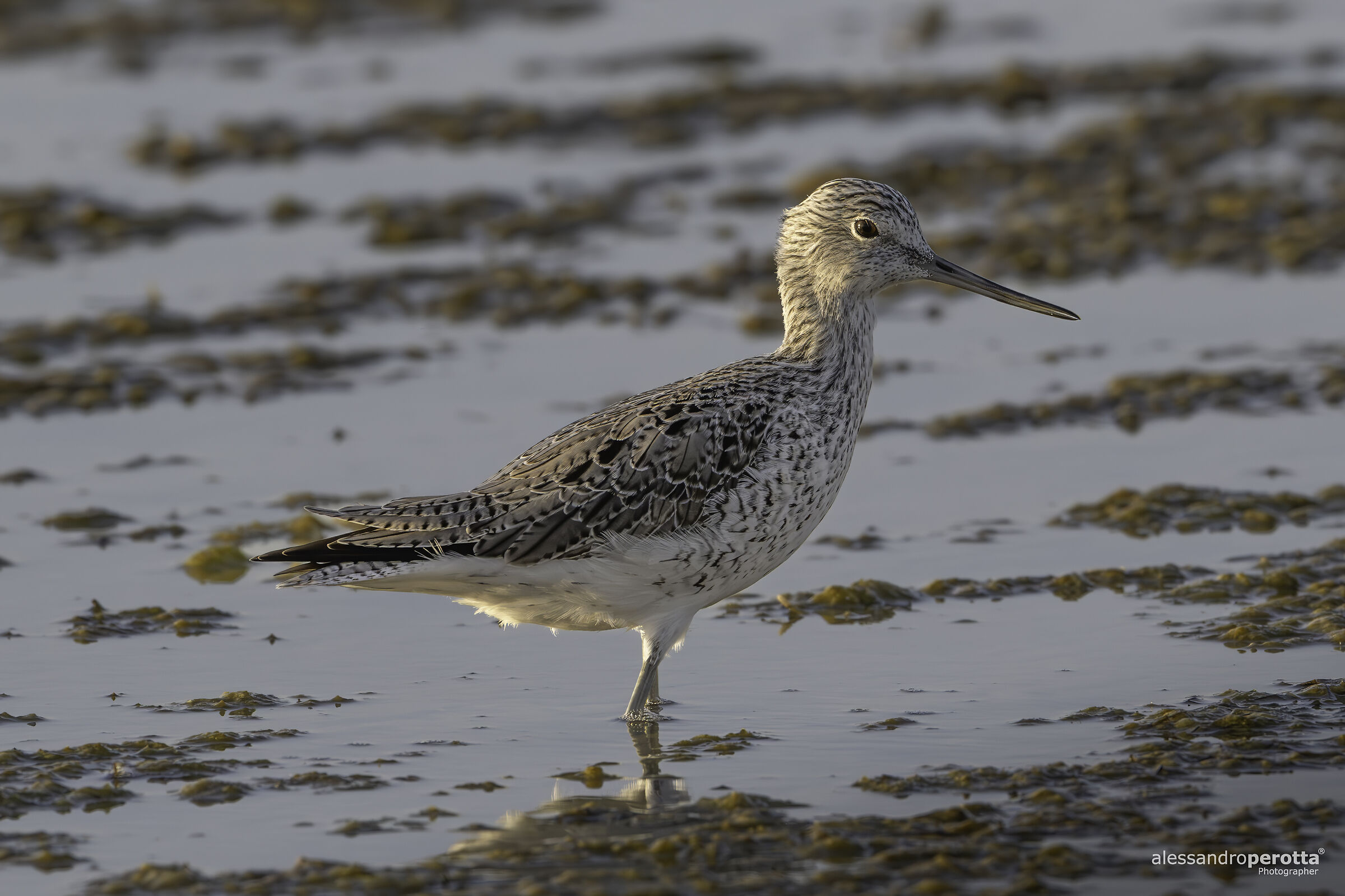 Tringa nebularia