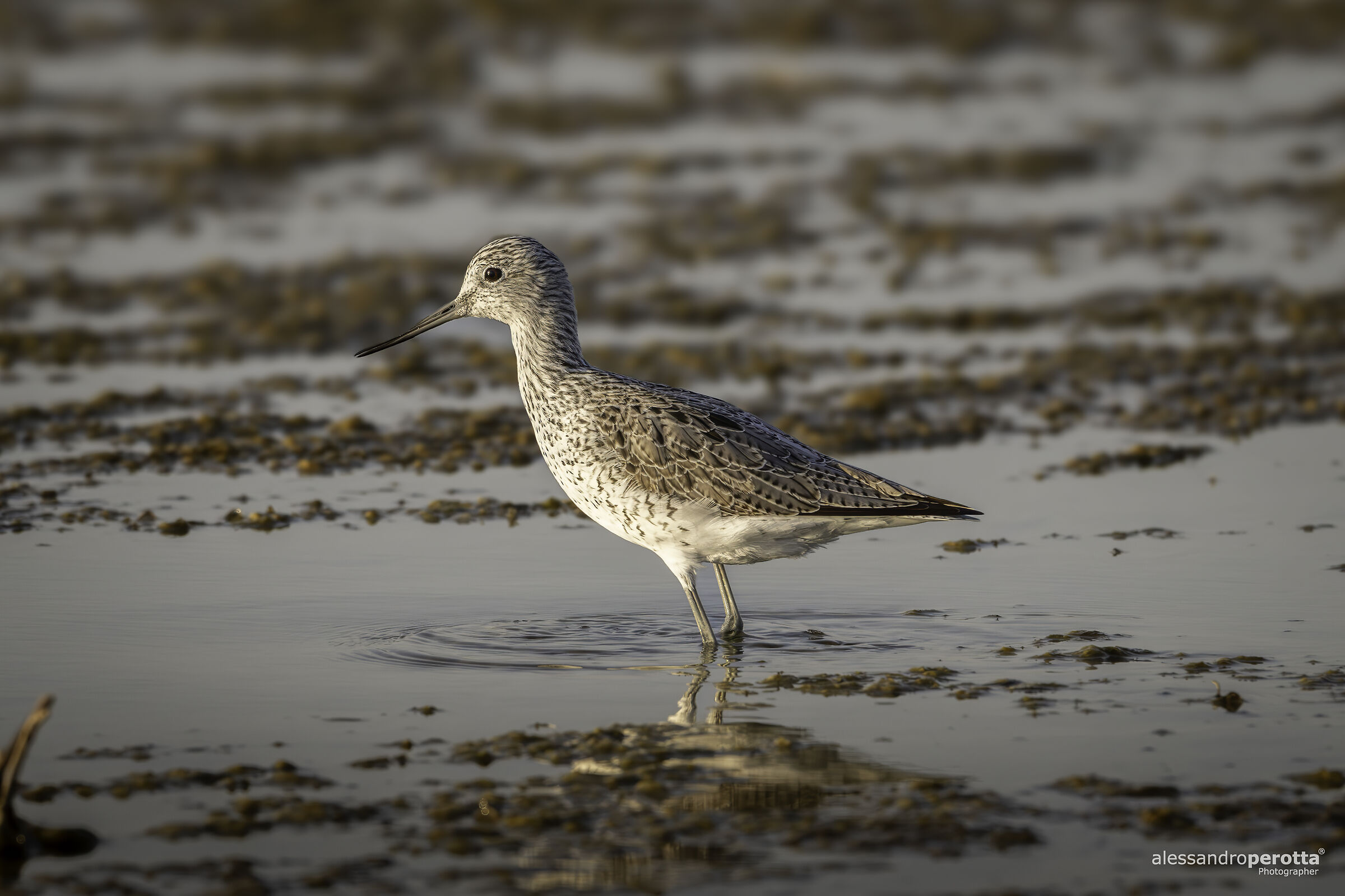 Tringa nebularia