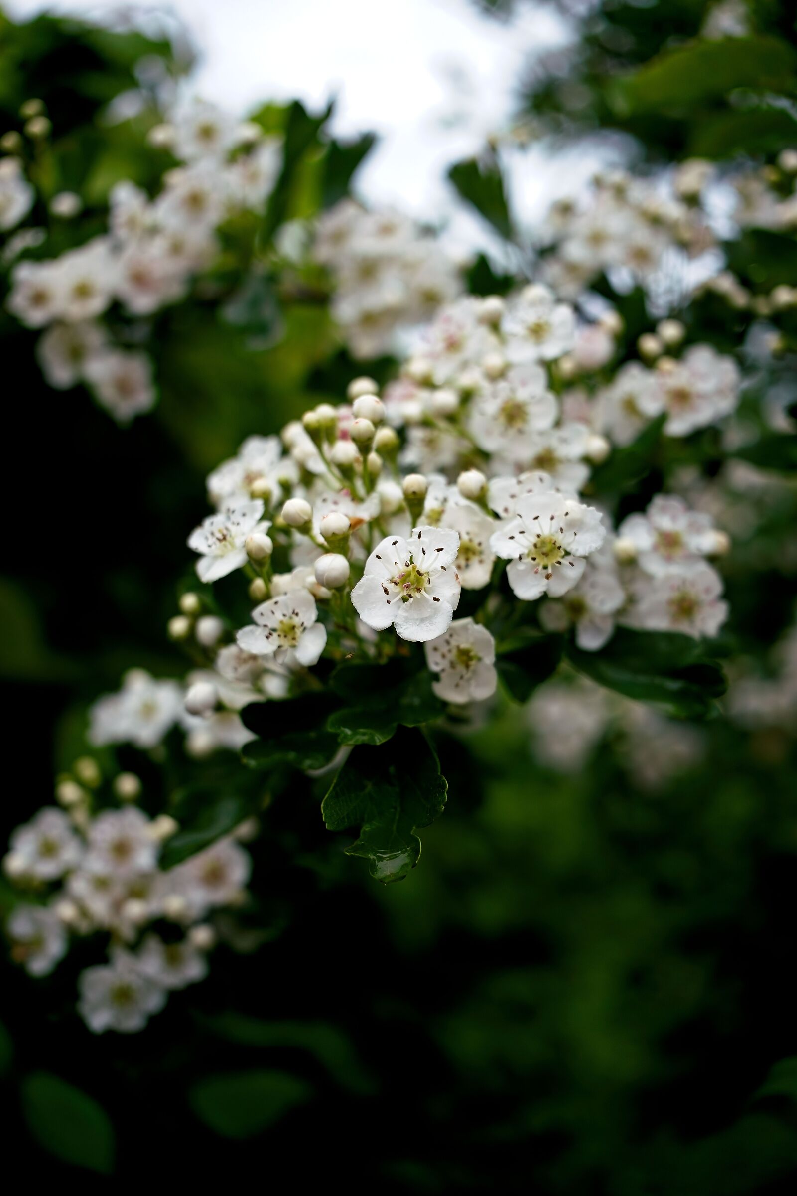 Hawthorn