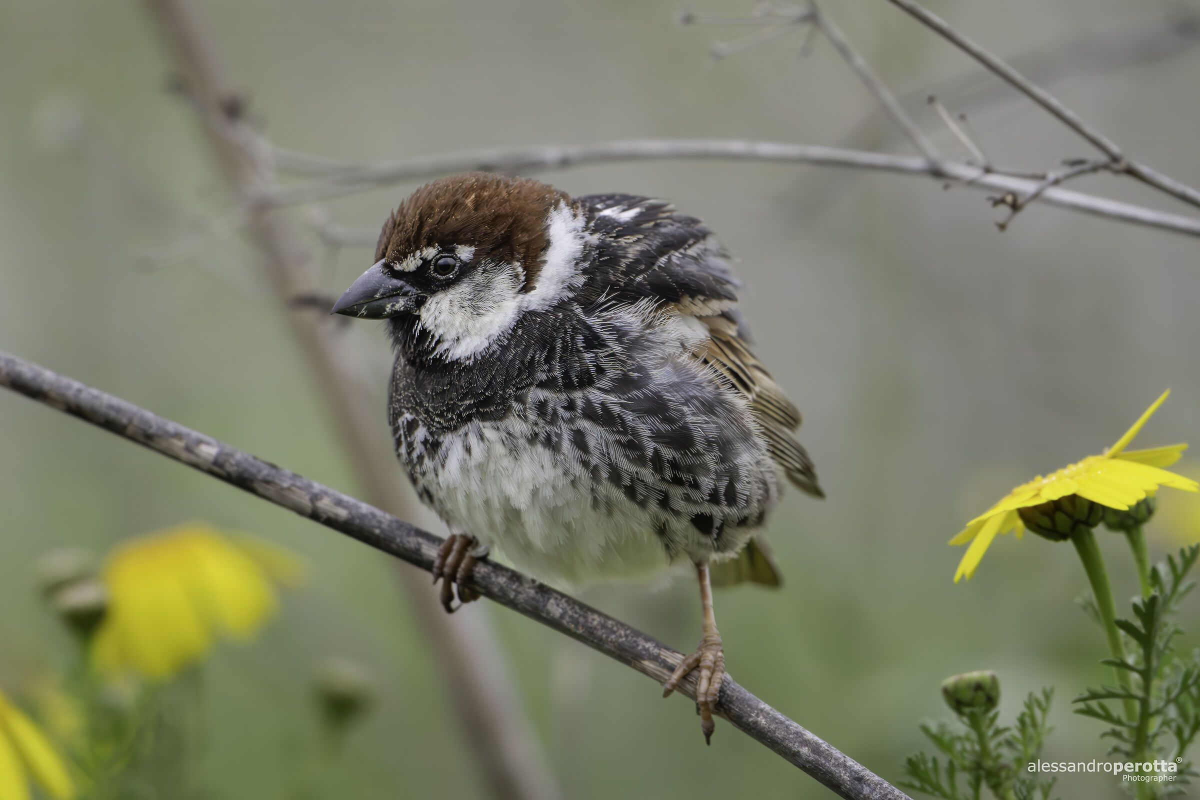 Passer hispaniolensis