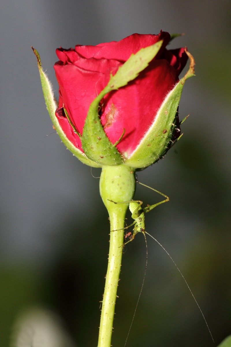 Rosa e grillo