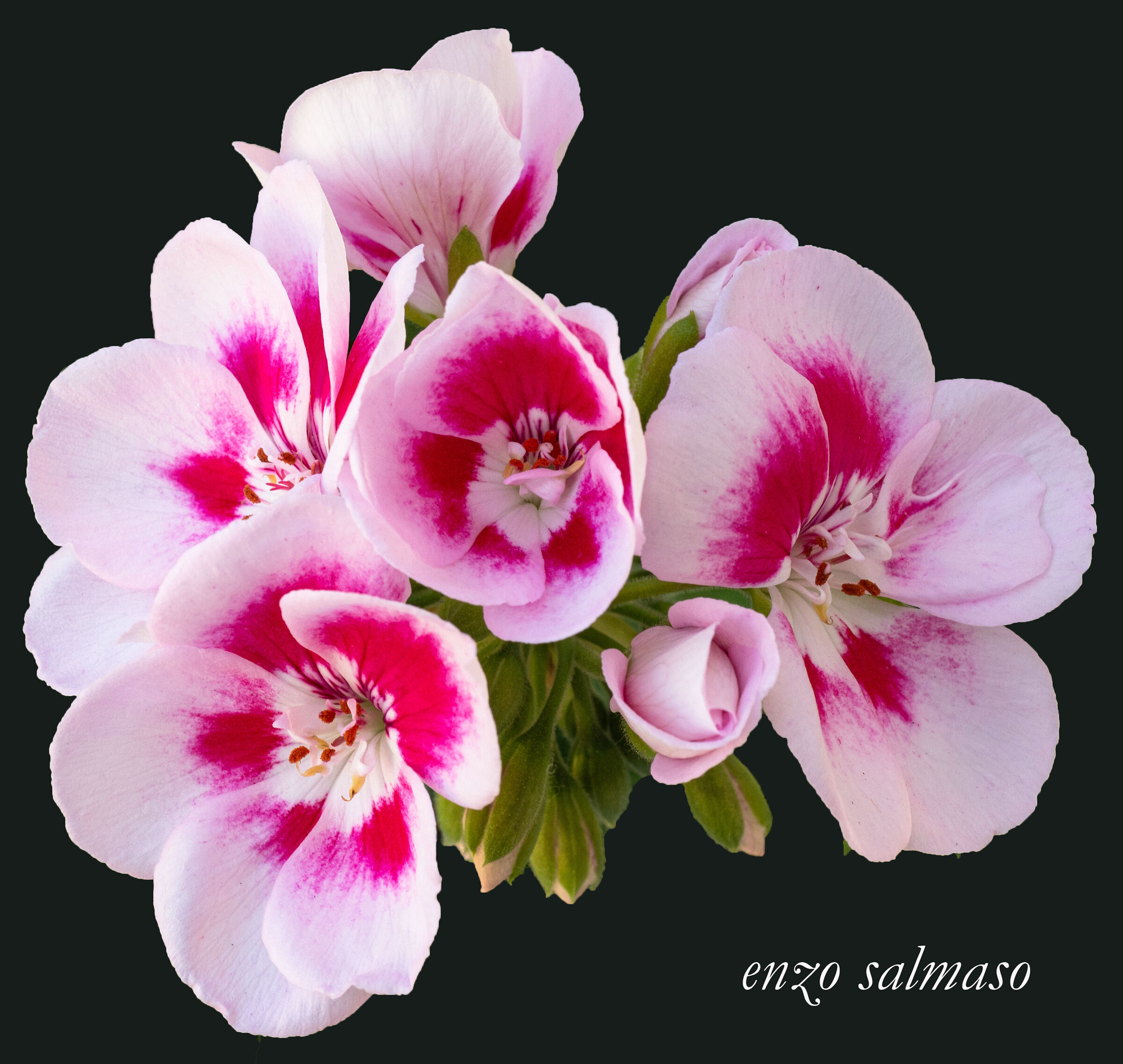 Geranium