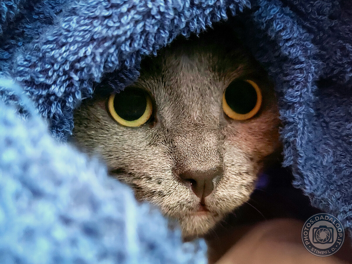 Gray cat with big eyes under a blue blanket
