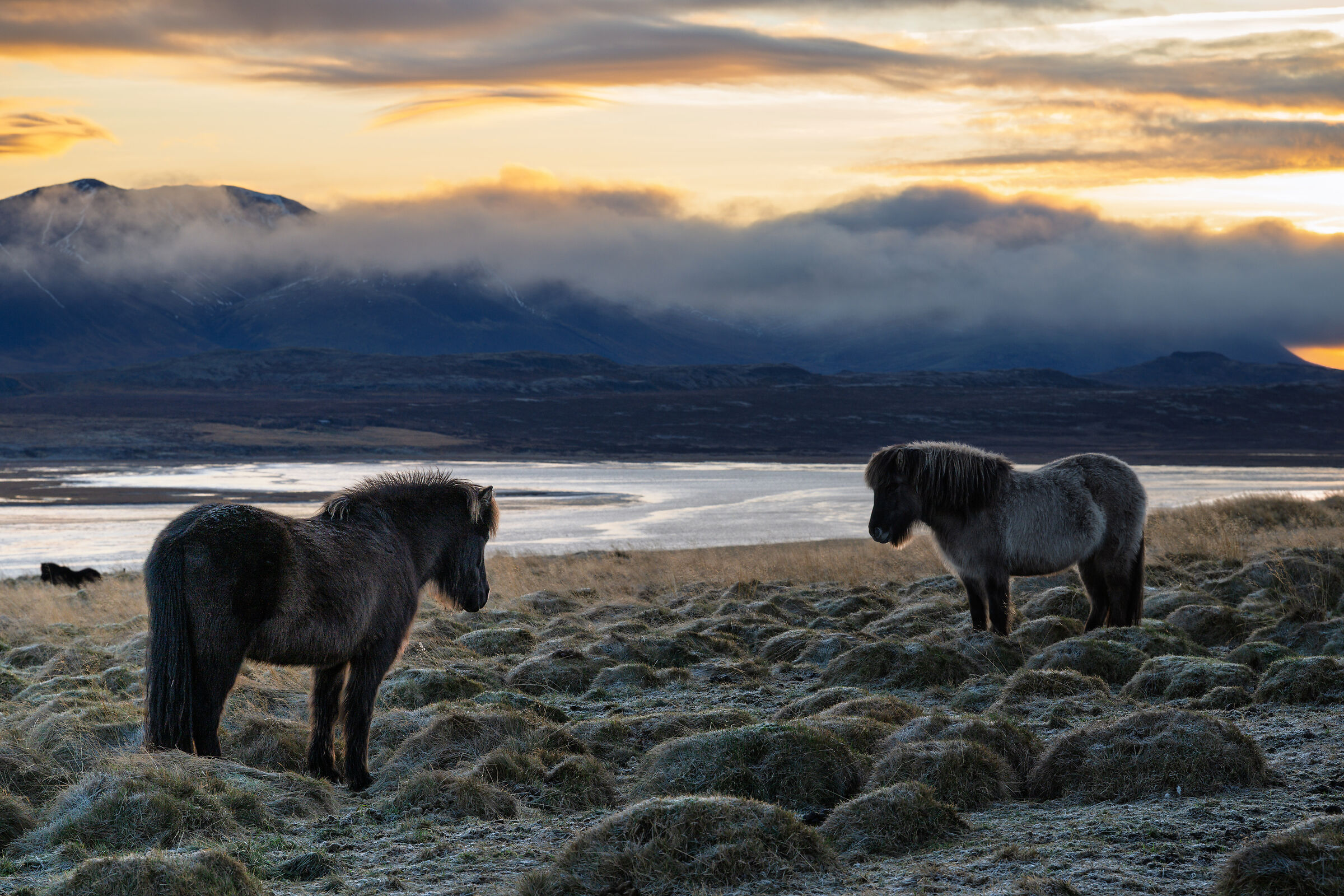 Icelandic Horses in the middle of nowhere