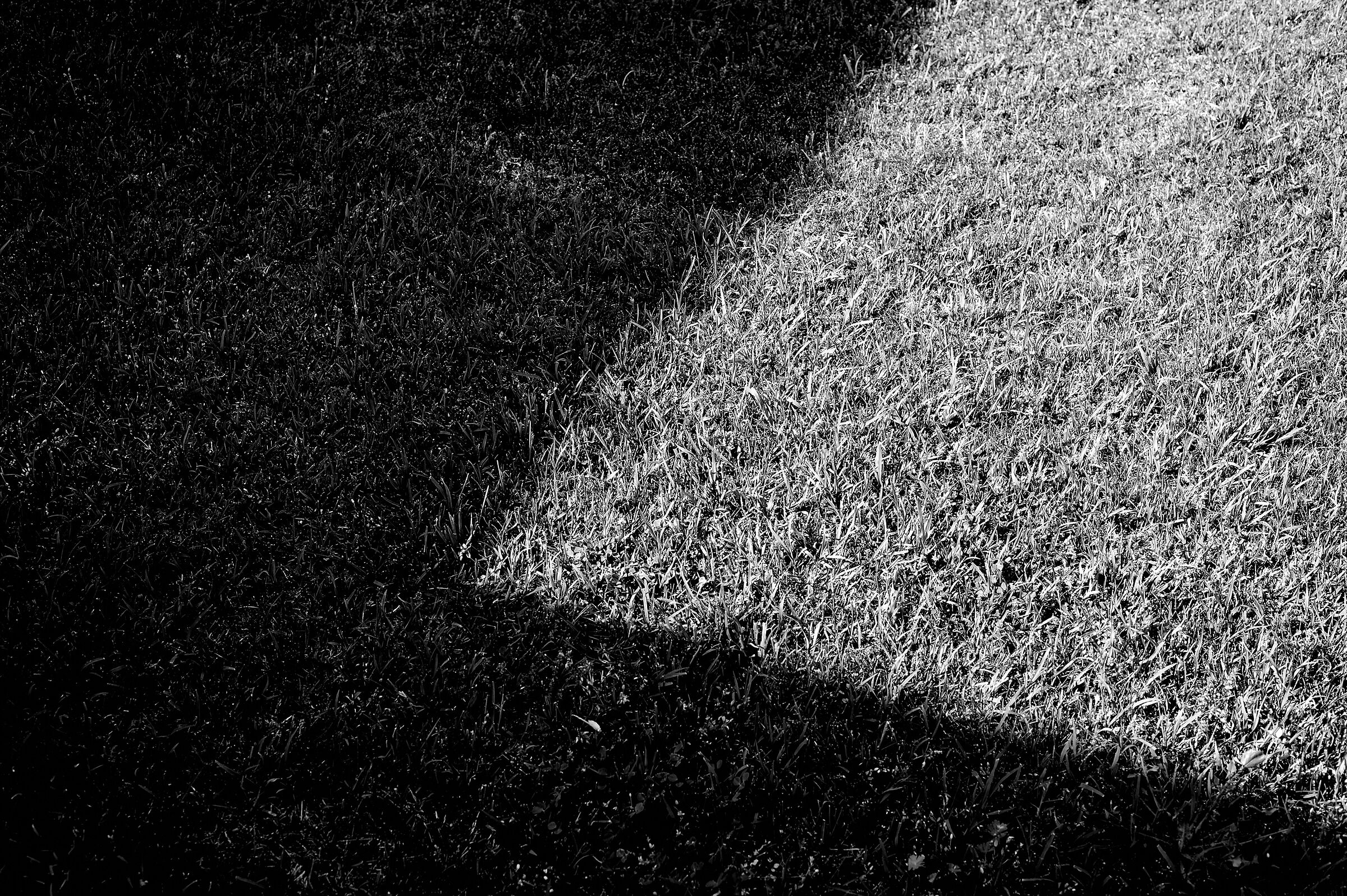 luce sul prato