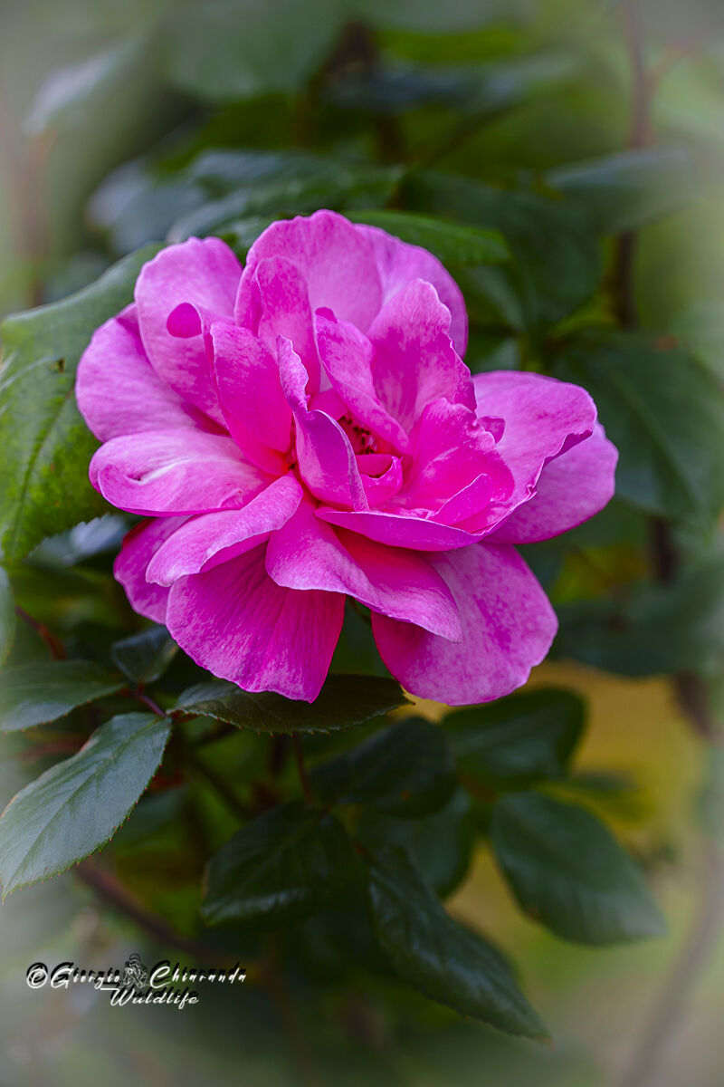 Pink pink.