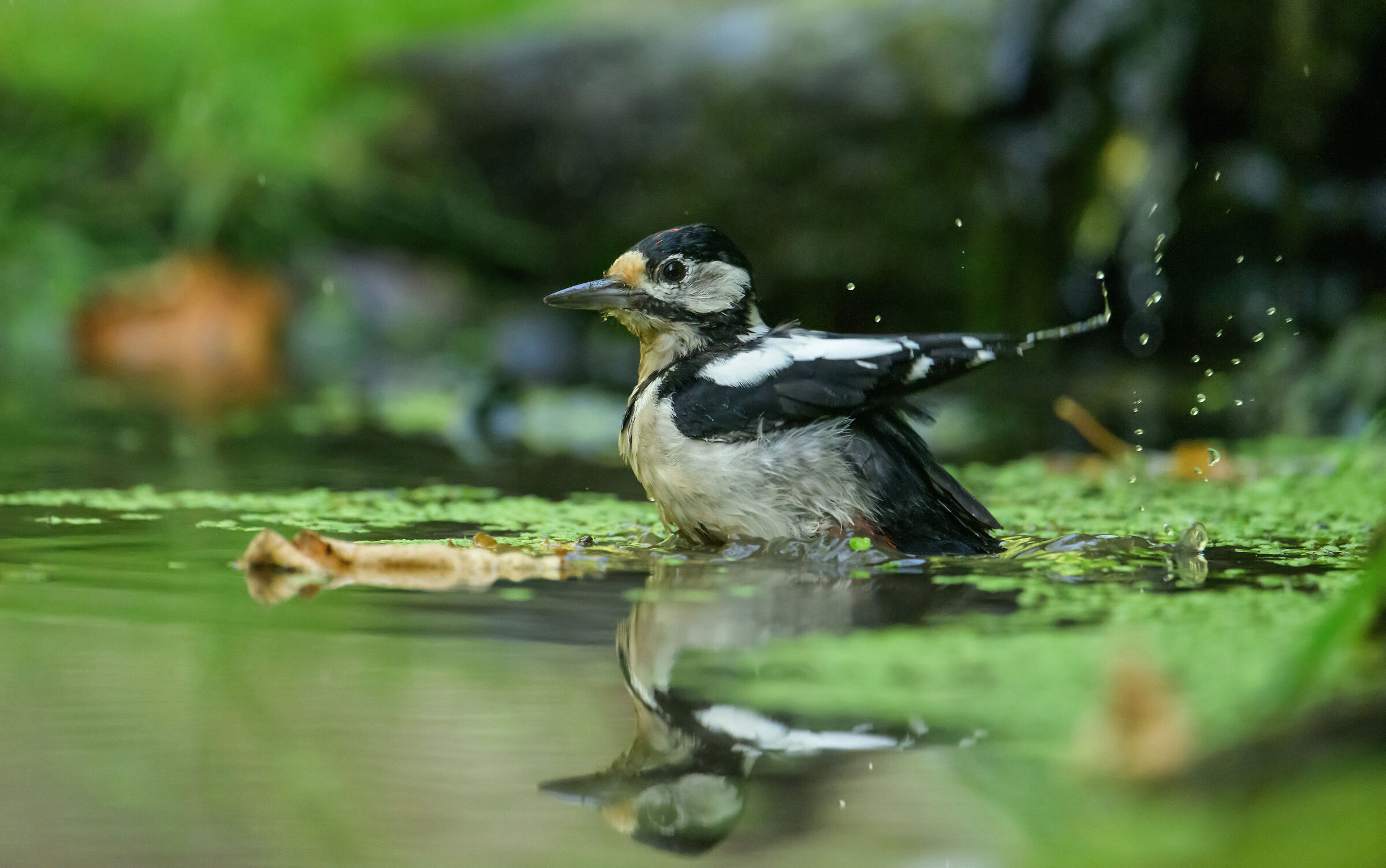 Great spotted woodpecker