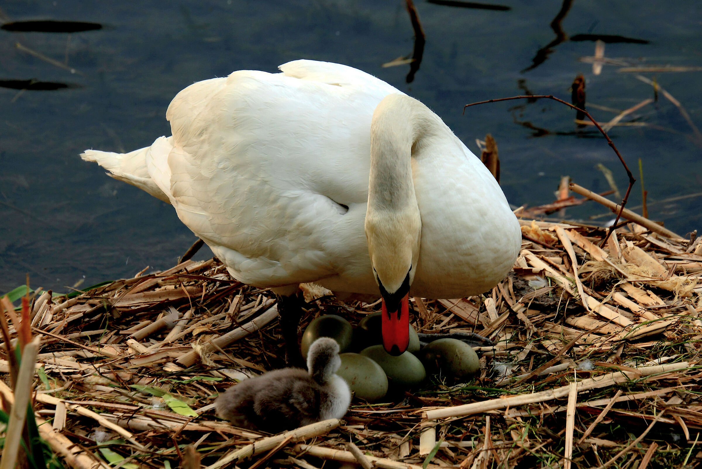 What tenderness