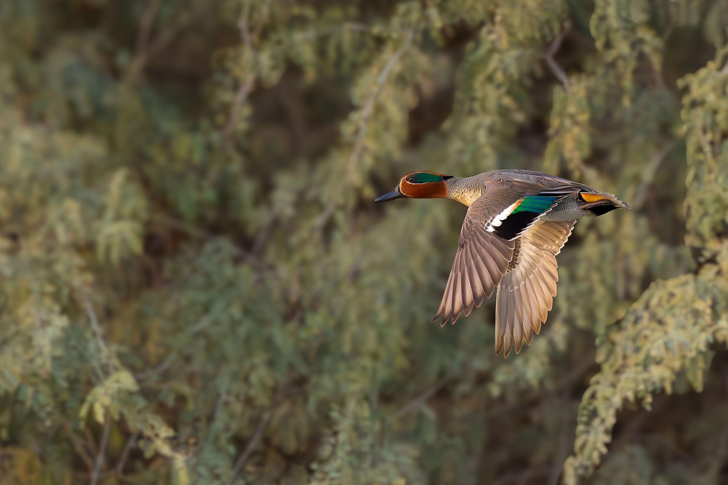 Eurasian Teal