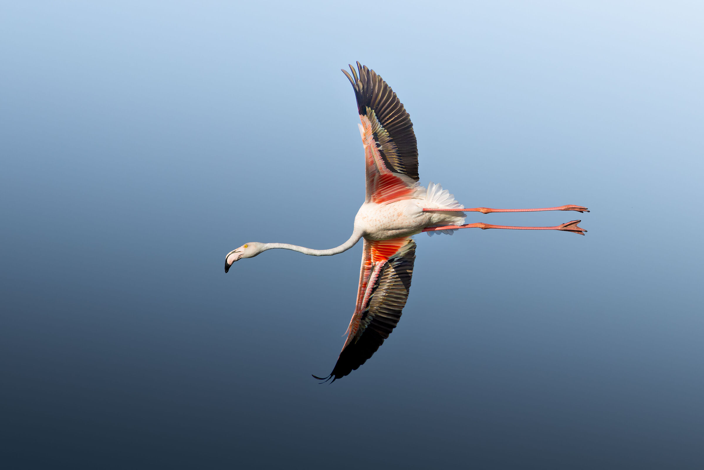 flamingo