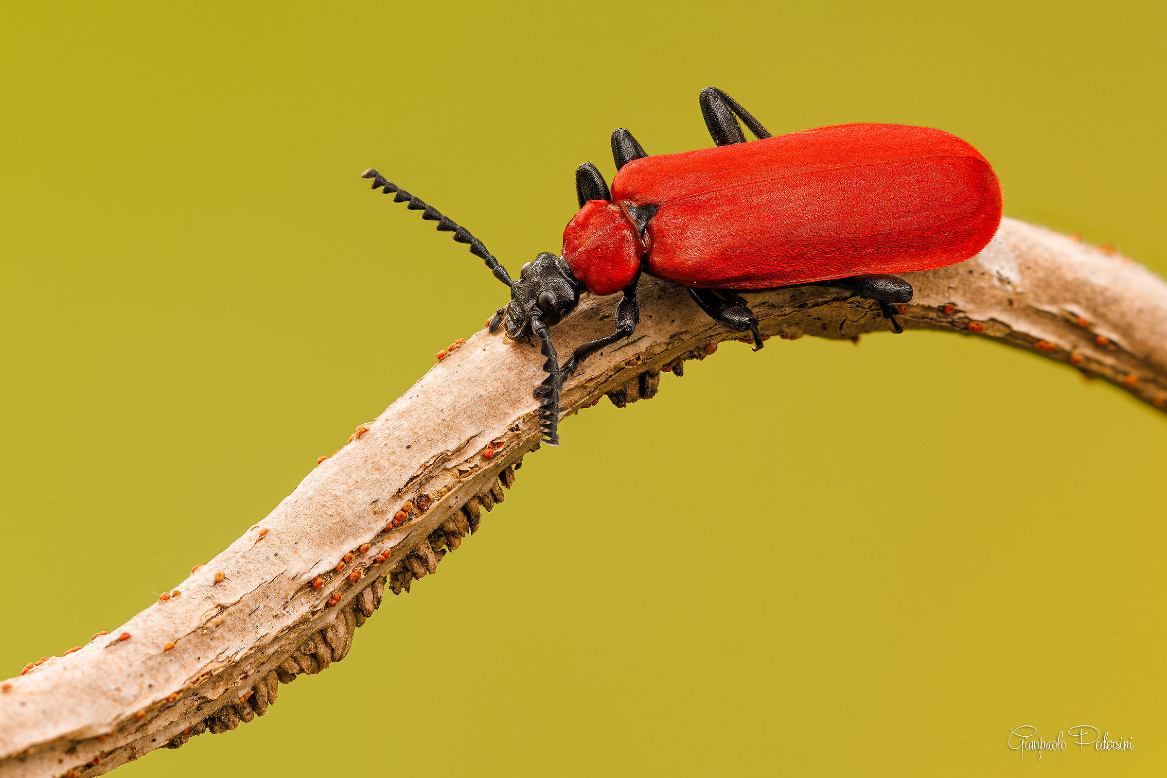 Il cardinale rosso