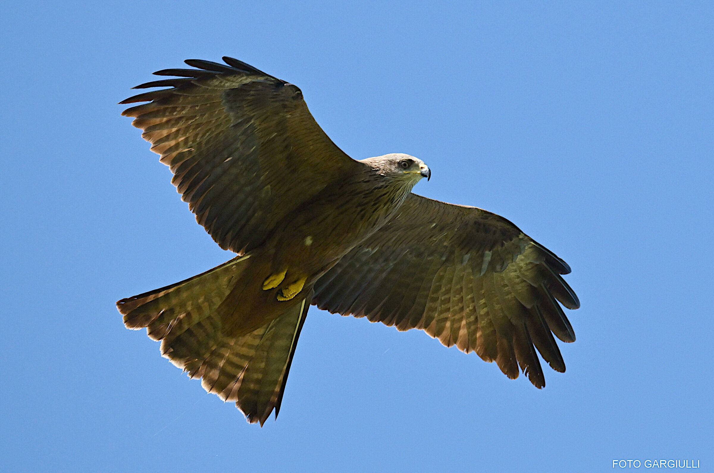 Black Kite