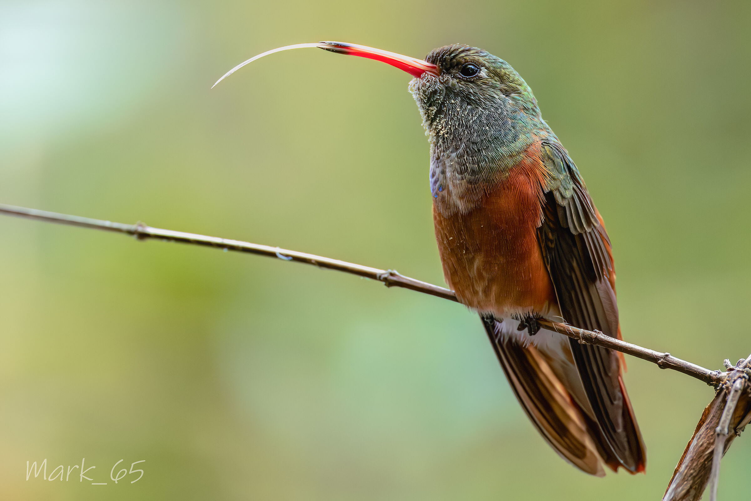 hummingbird