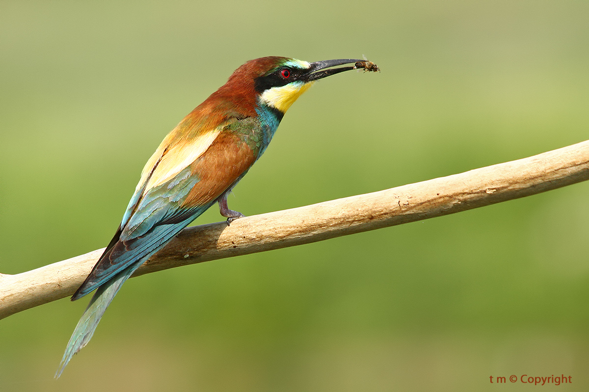 Fruccione with mini prey