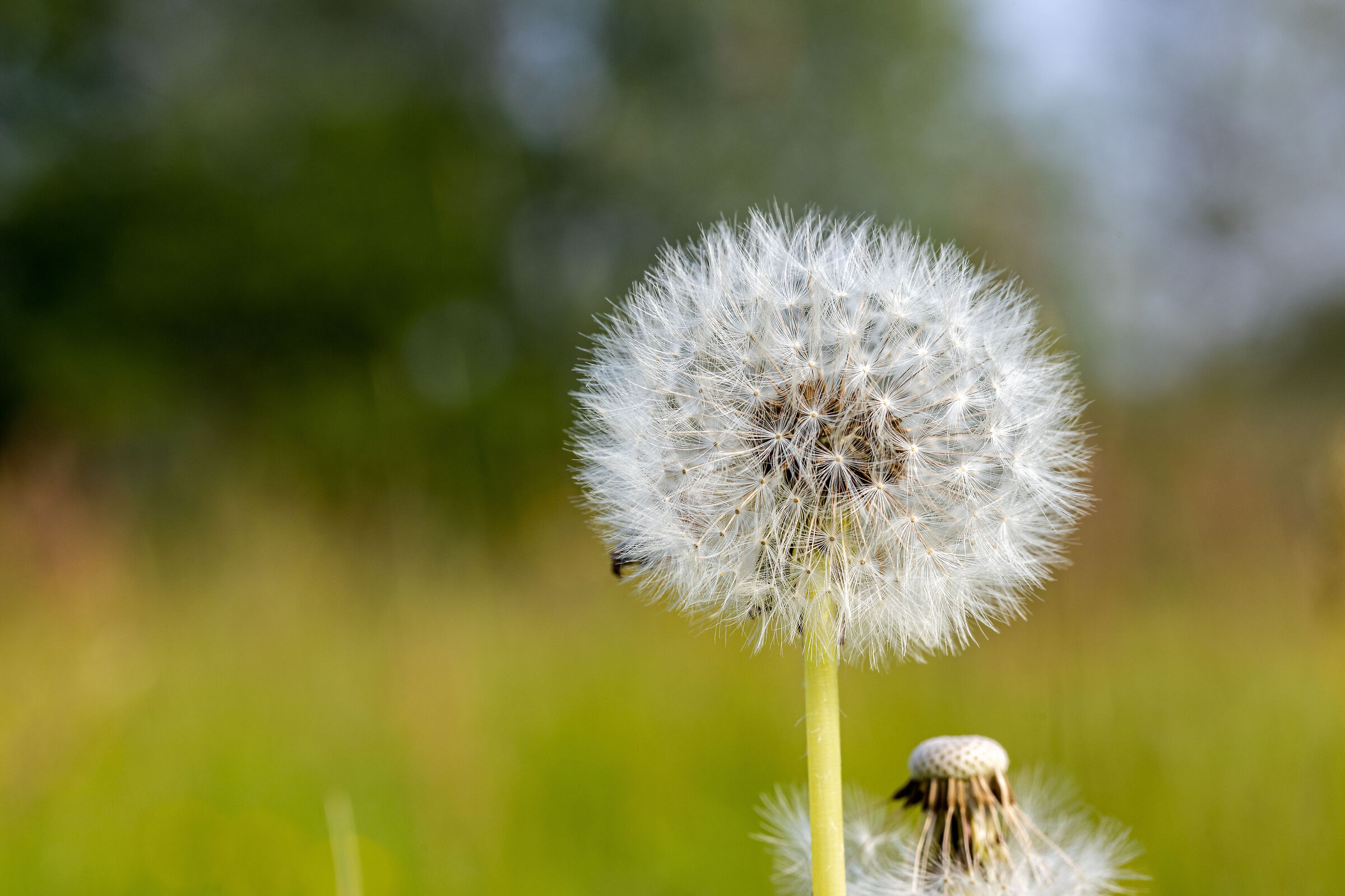 The dandelion (Taraxacum officinale)