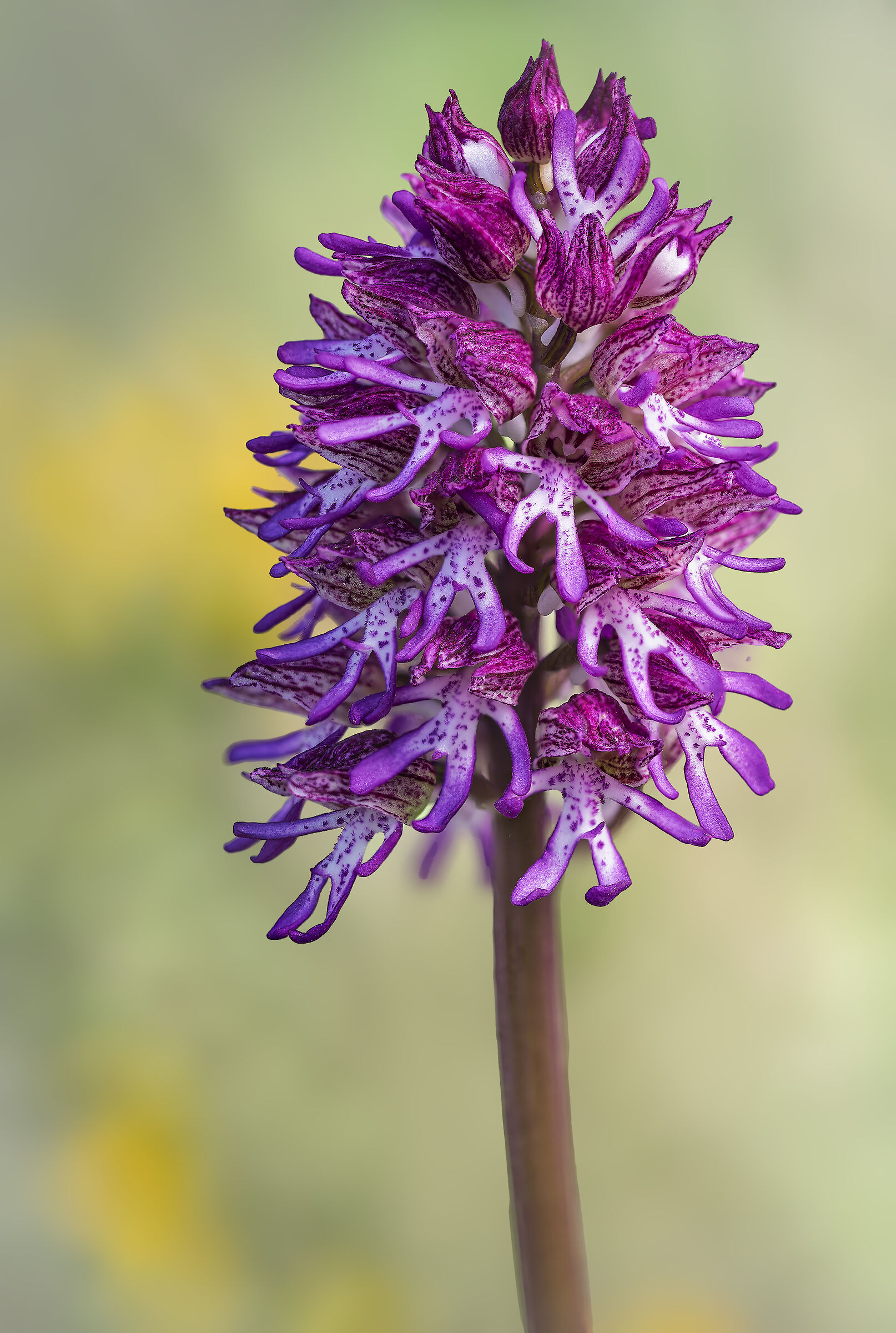 Orchis x angusticruris