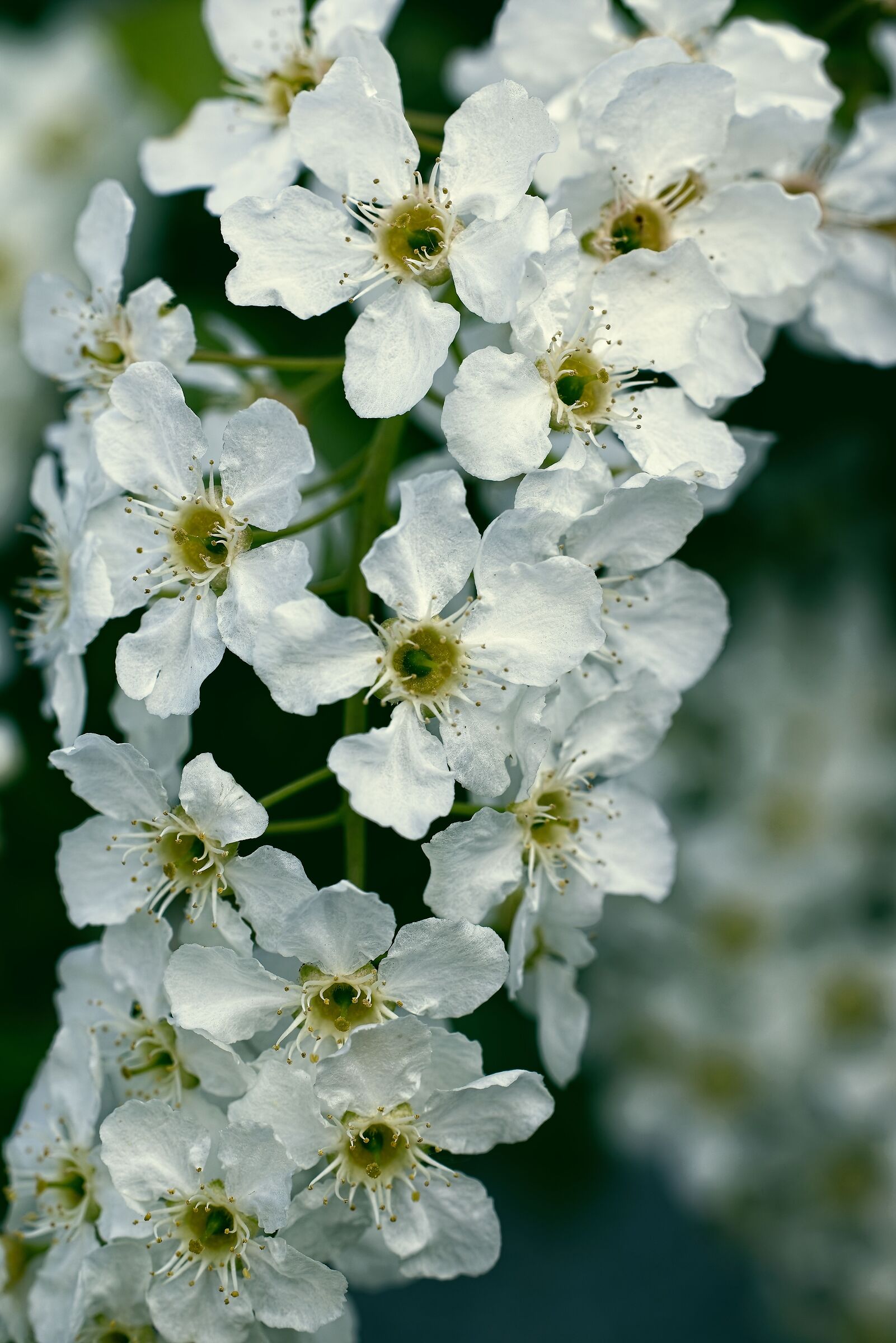 Bird cherry