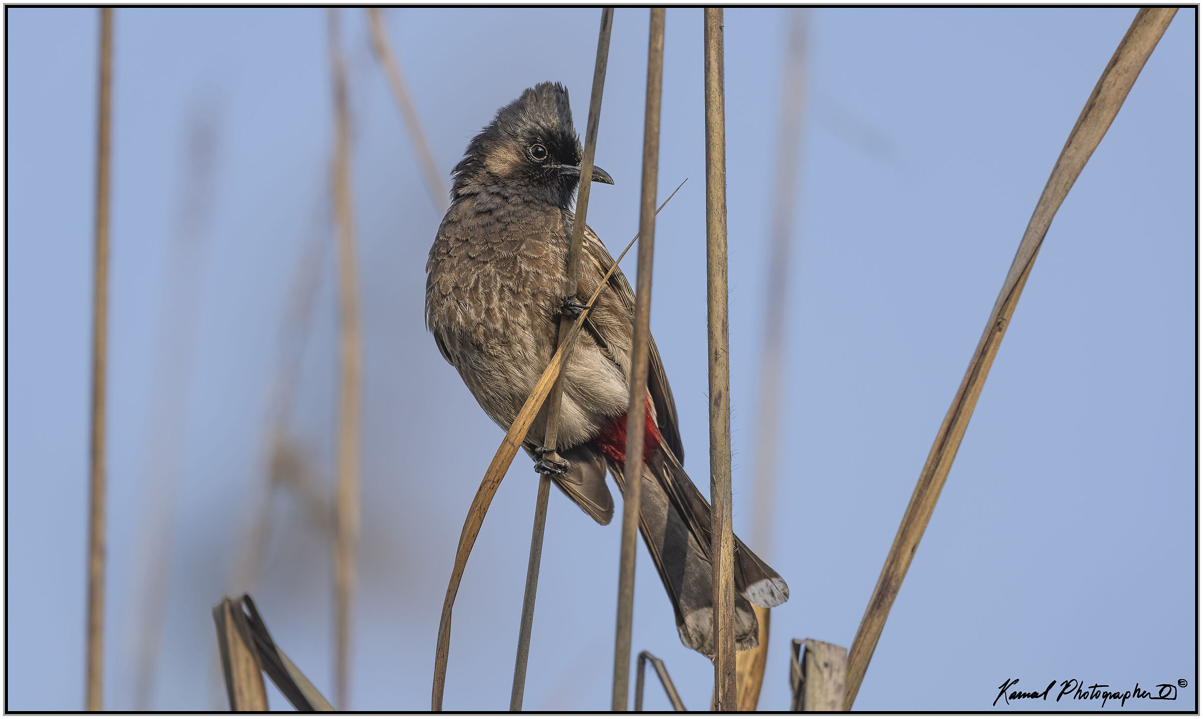Red-tailed bulbul (Pycnonotus cafer)