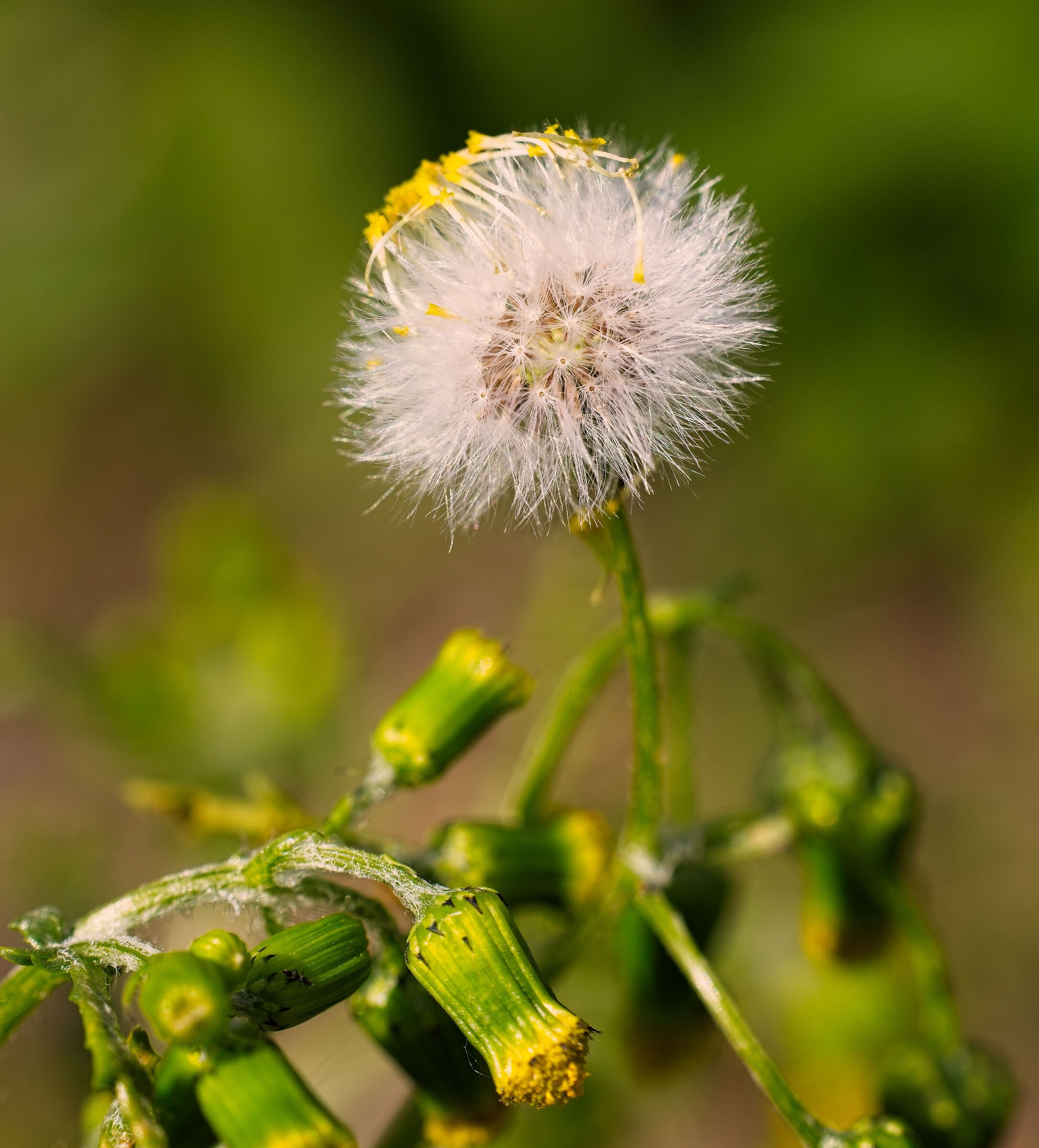 Senecio