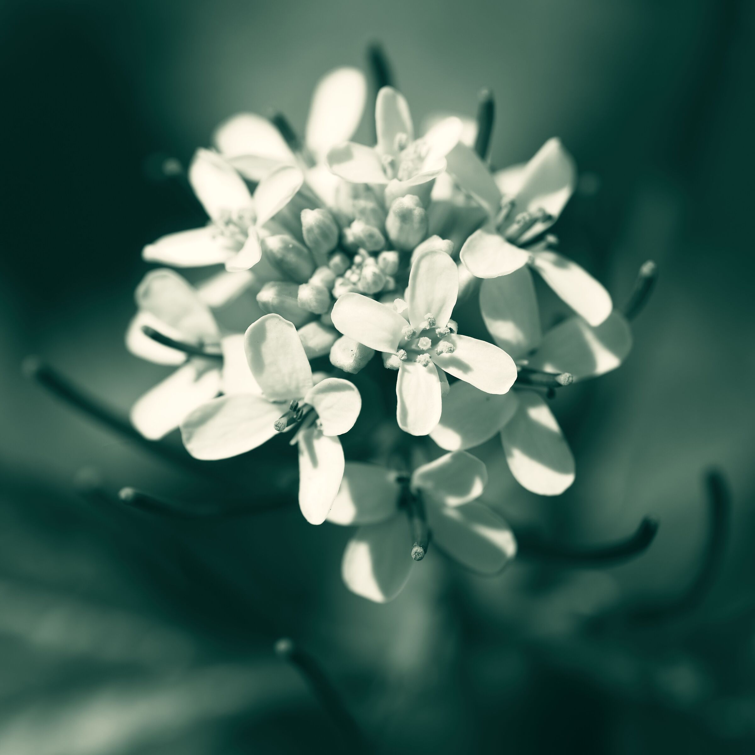 Alliaria petiolata