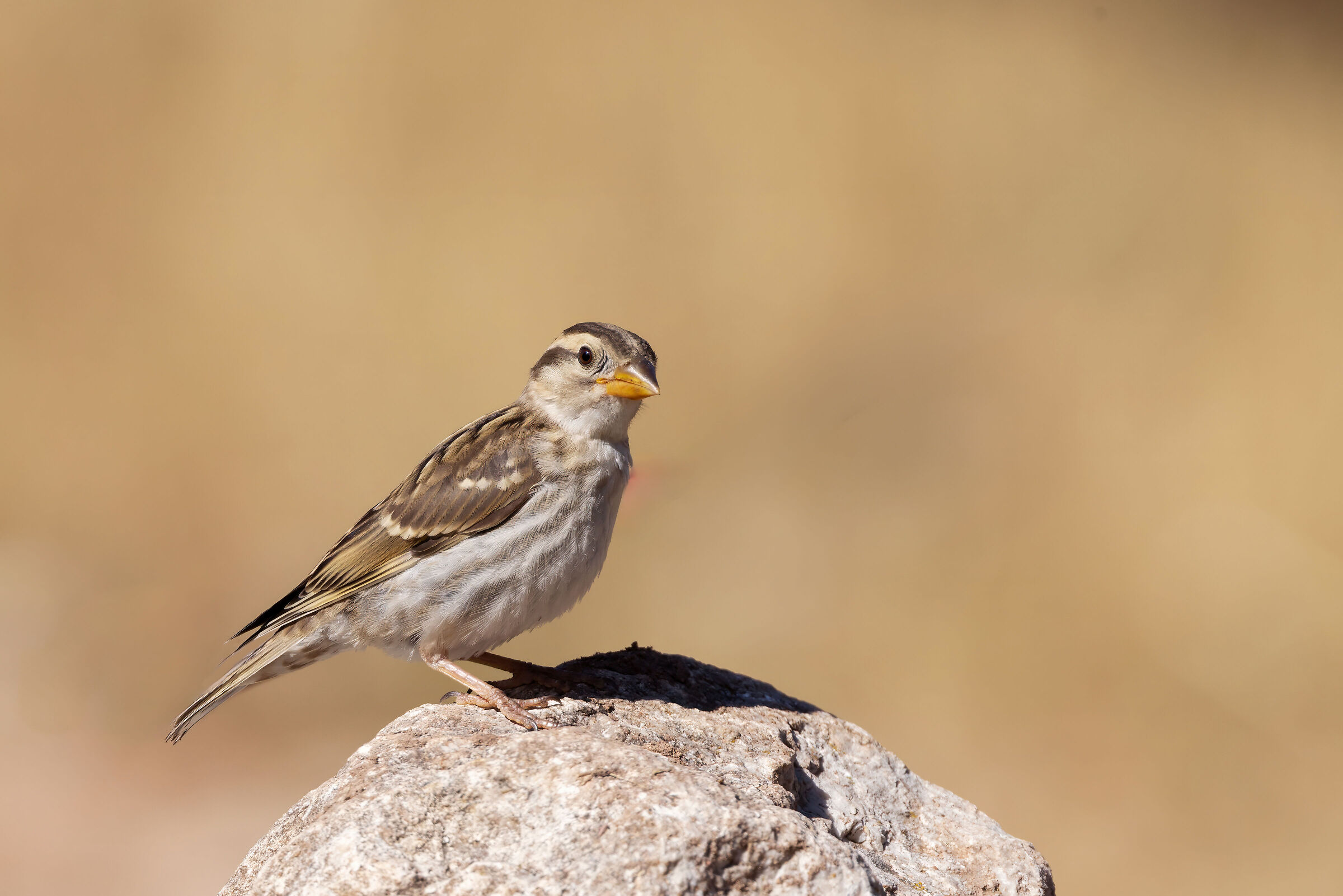 Passera lagia  (Petronia petronia)