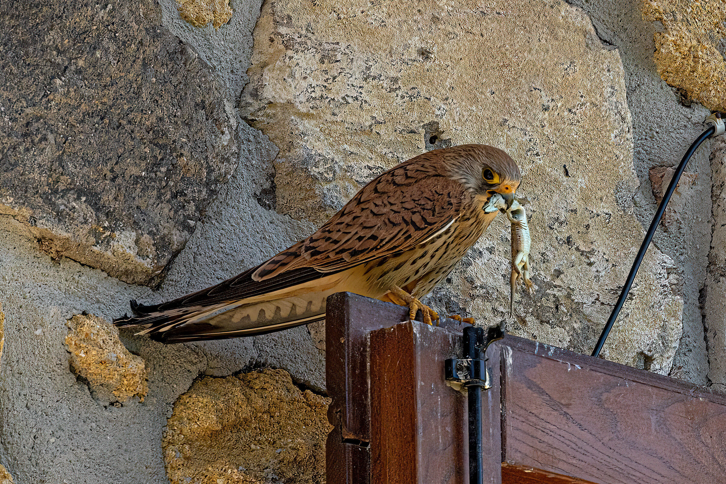 Falco Grillaio con preda