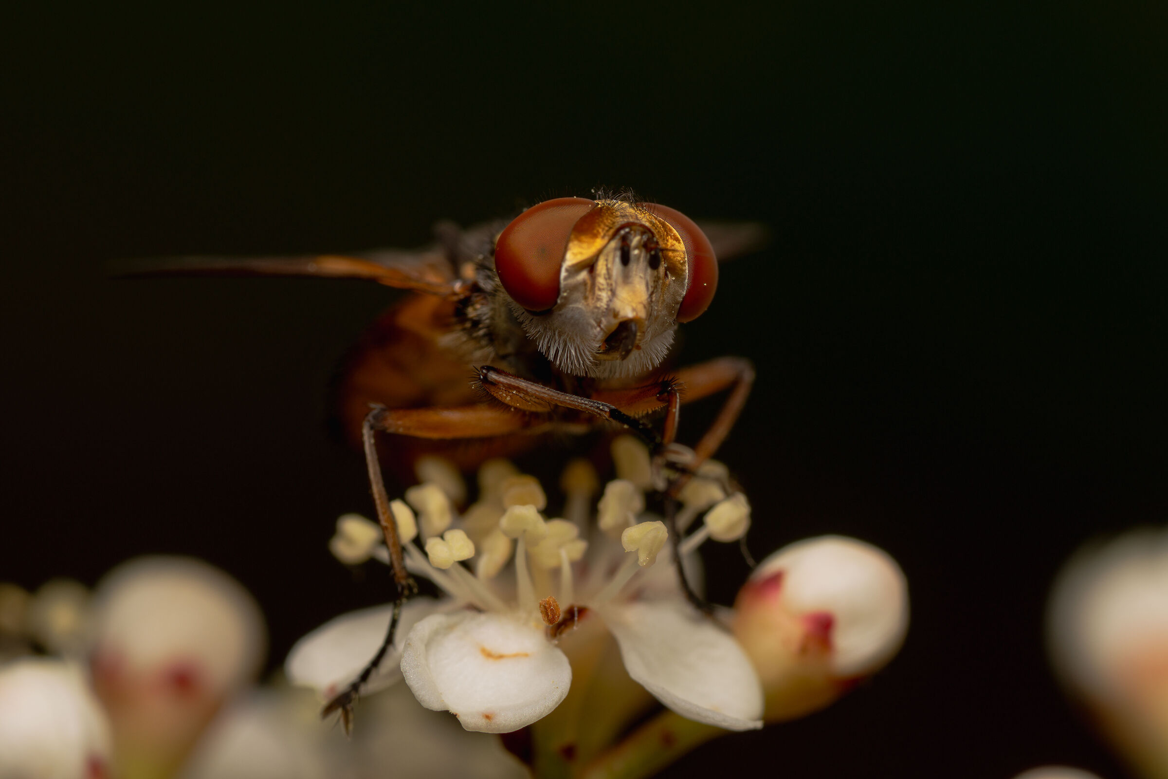 Rhingia Campestris