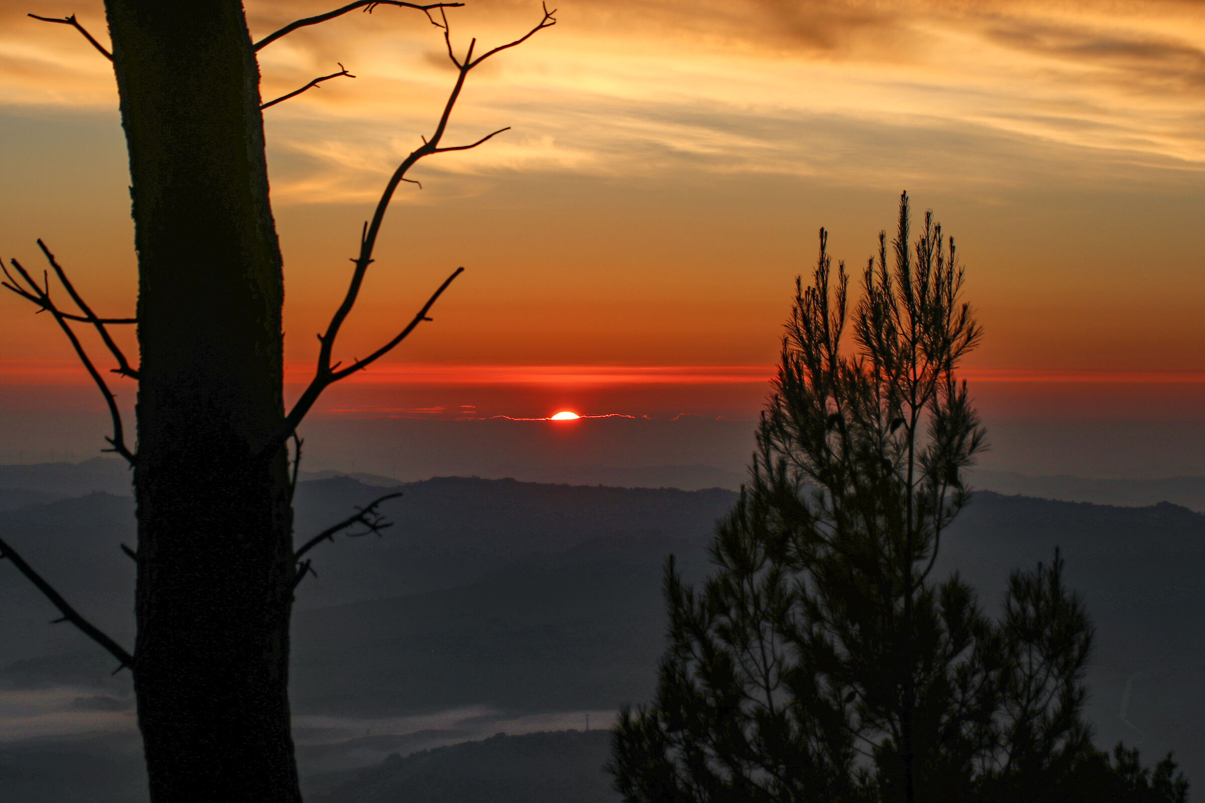 Alba Sicana