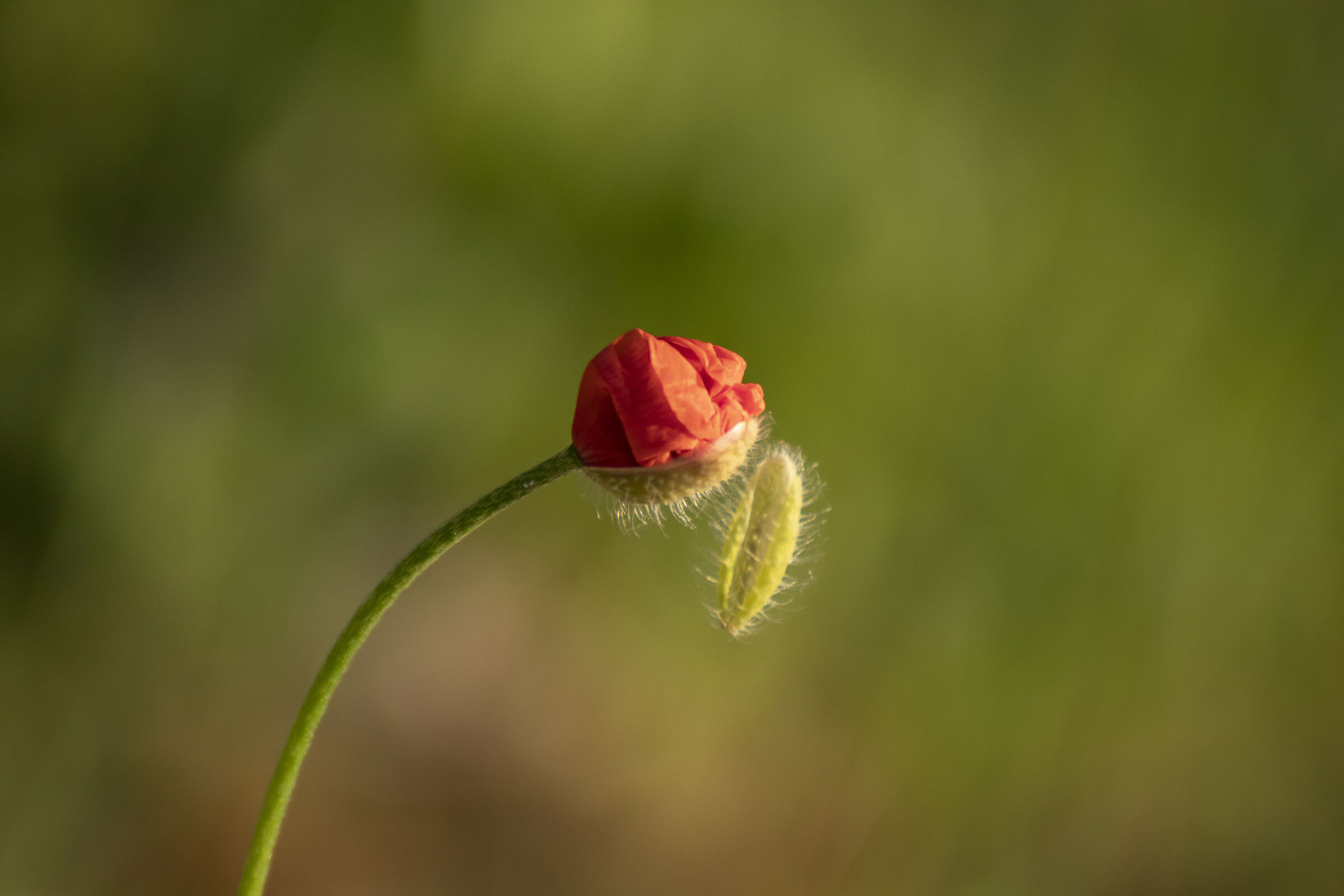 is about to blossom