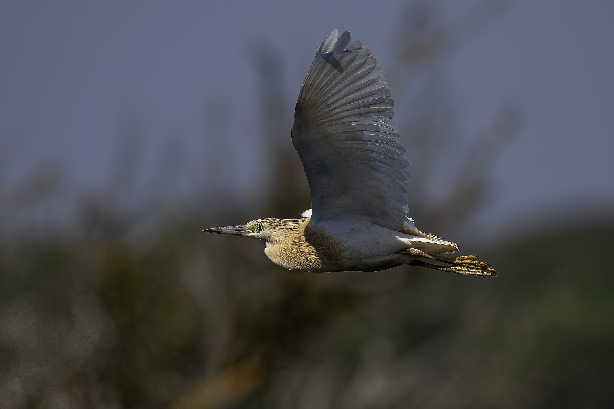 Sgarza in volo