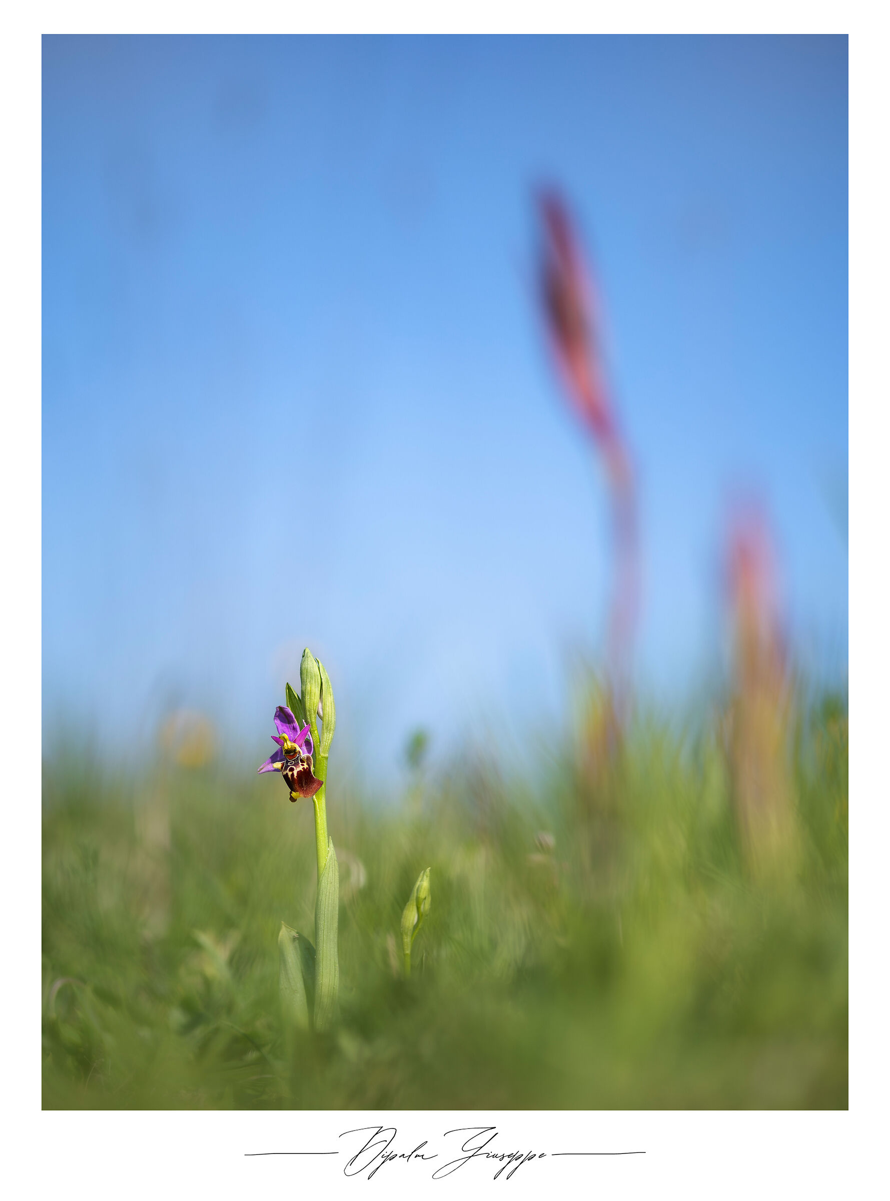 Ophrys holosericea subsp. apulica