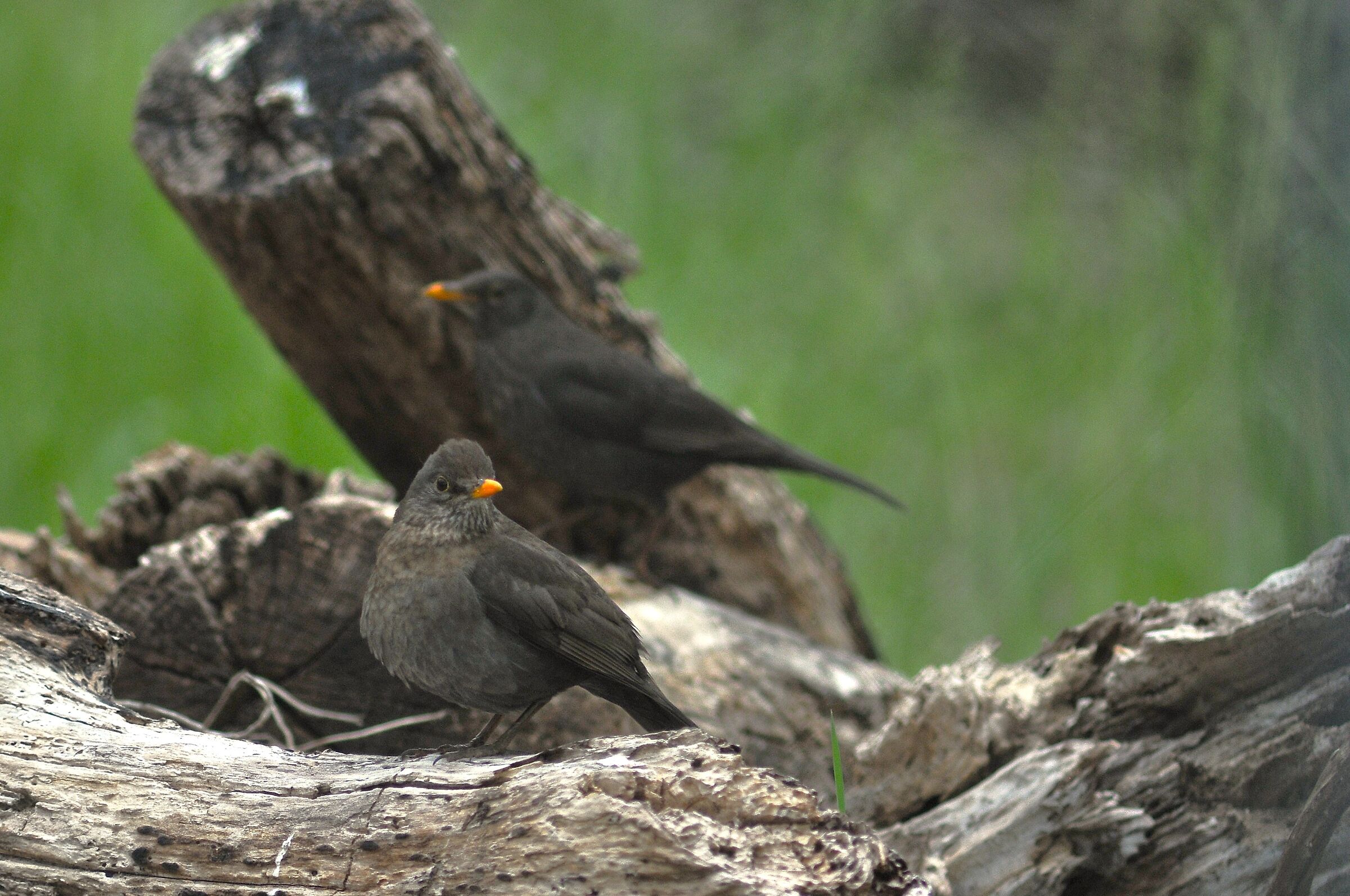 Blackbird