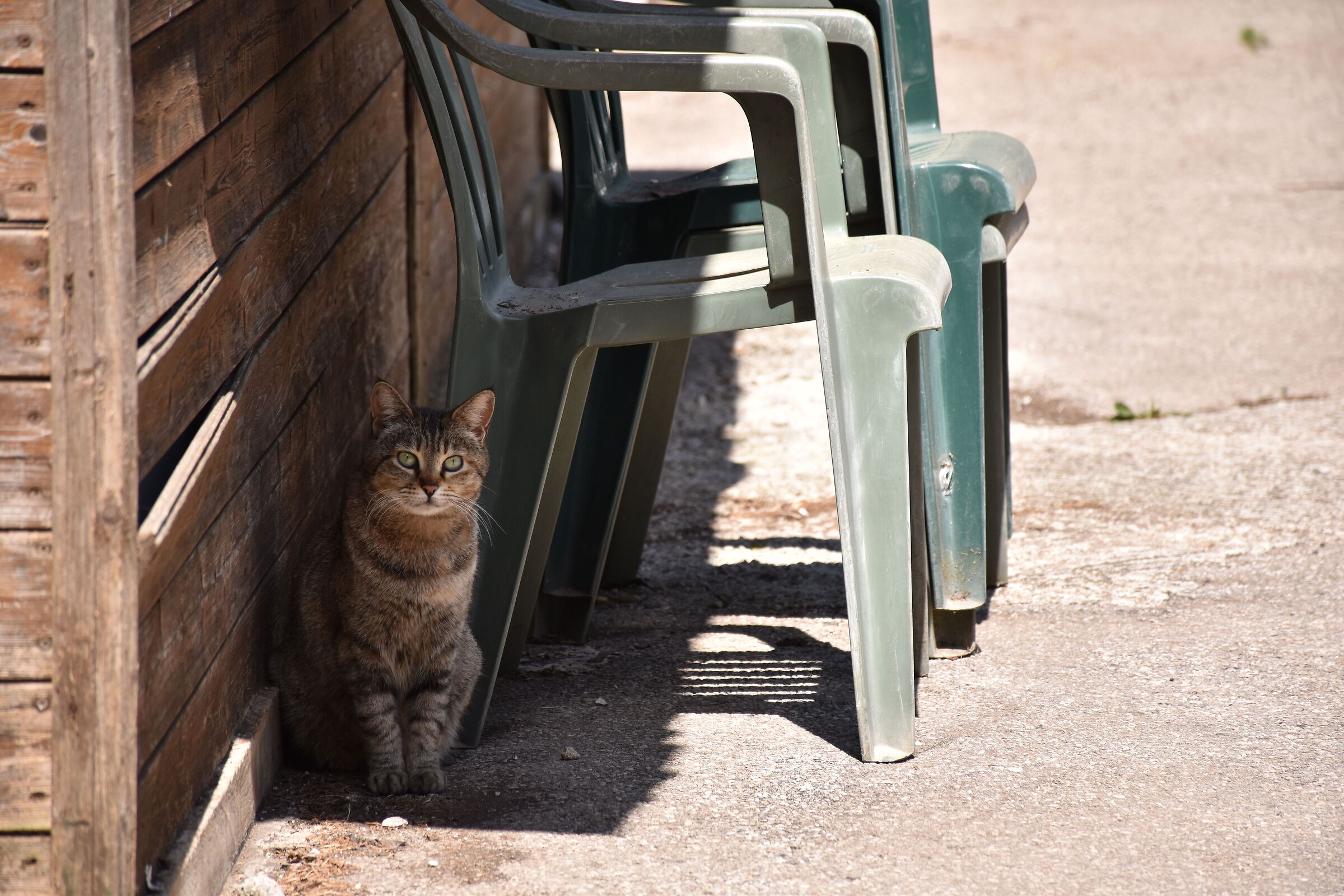 Gatti