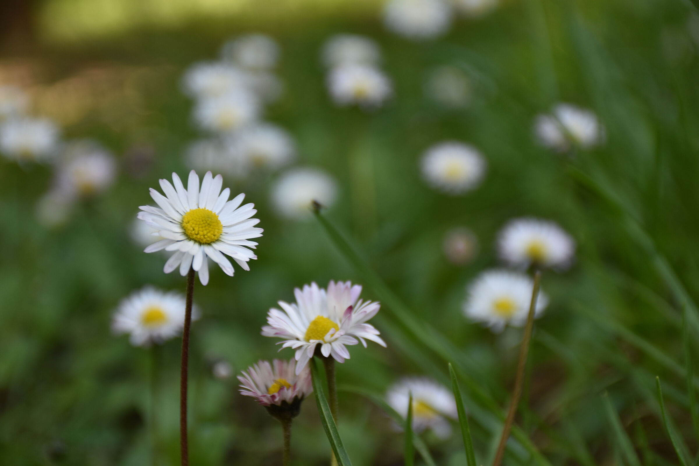 Fiori