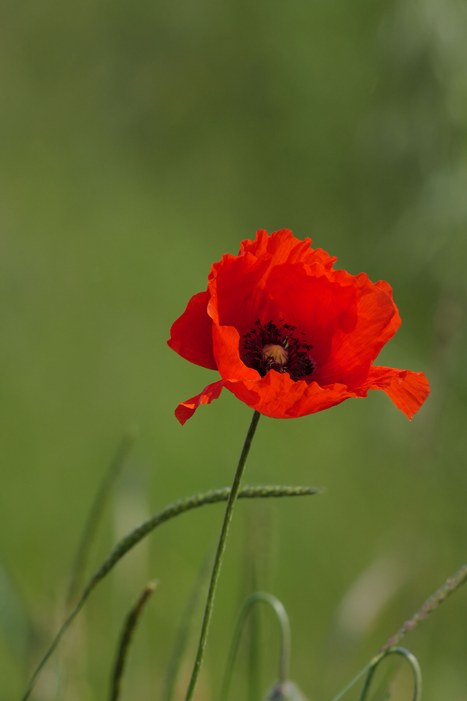 Primi Papaveri