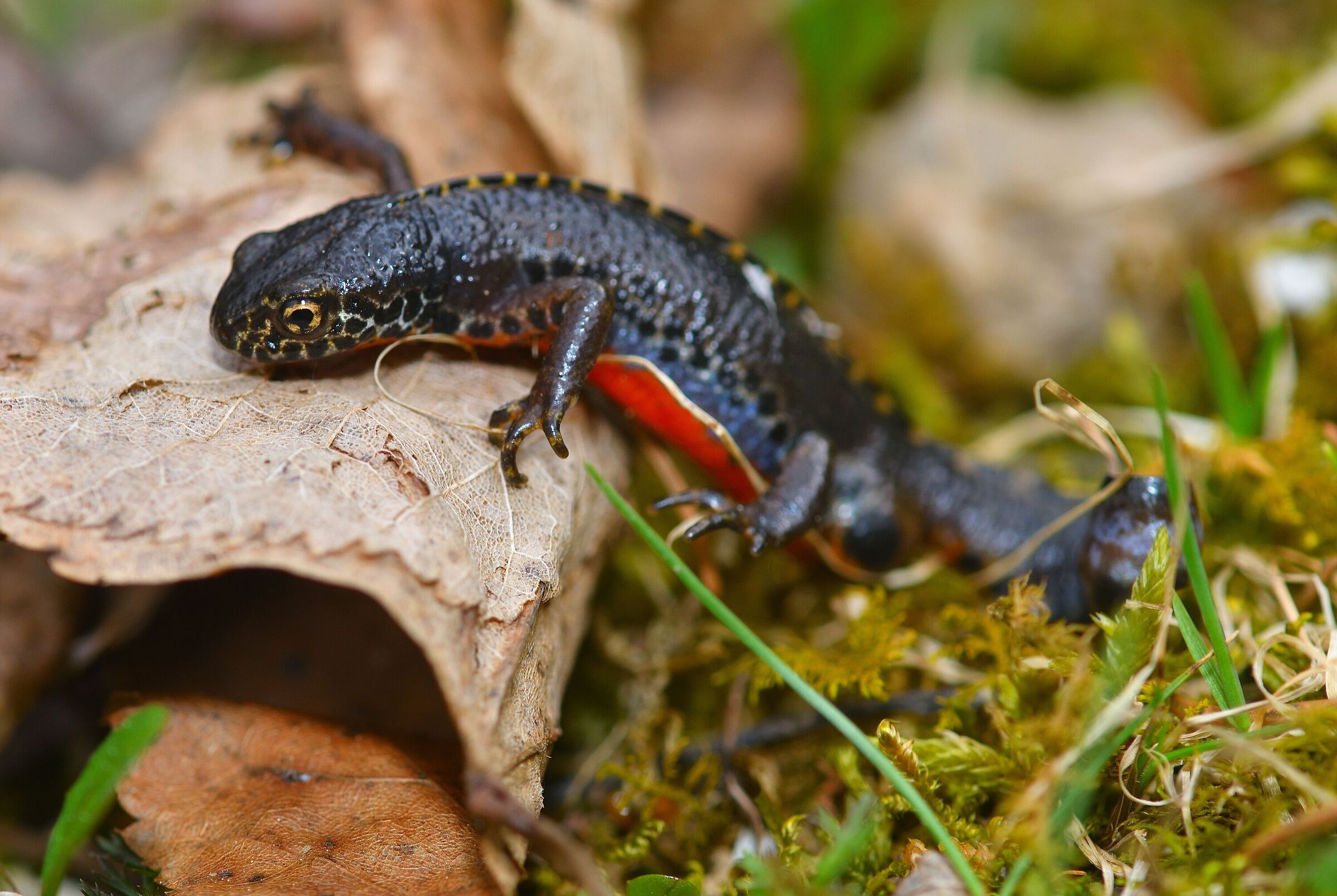 Alpine newt