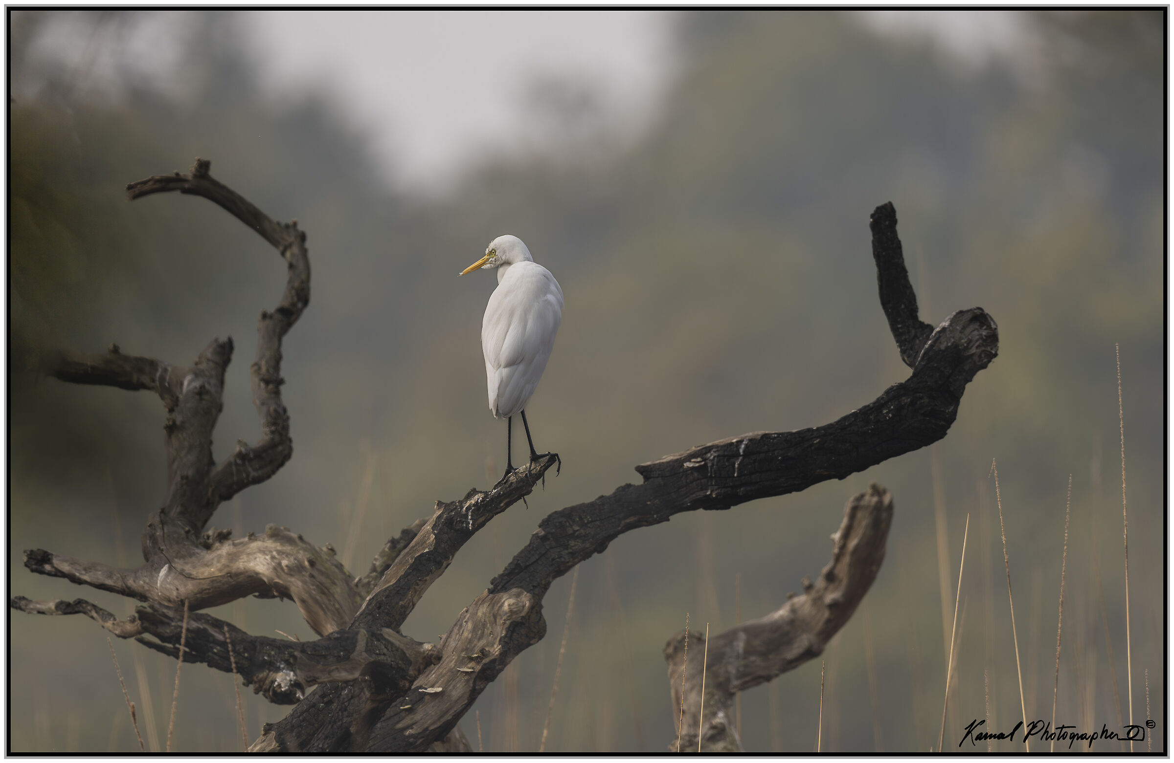 Cattle Egret (Bubulcus ibis)