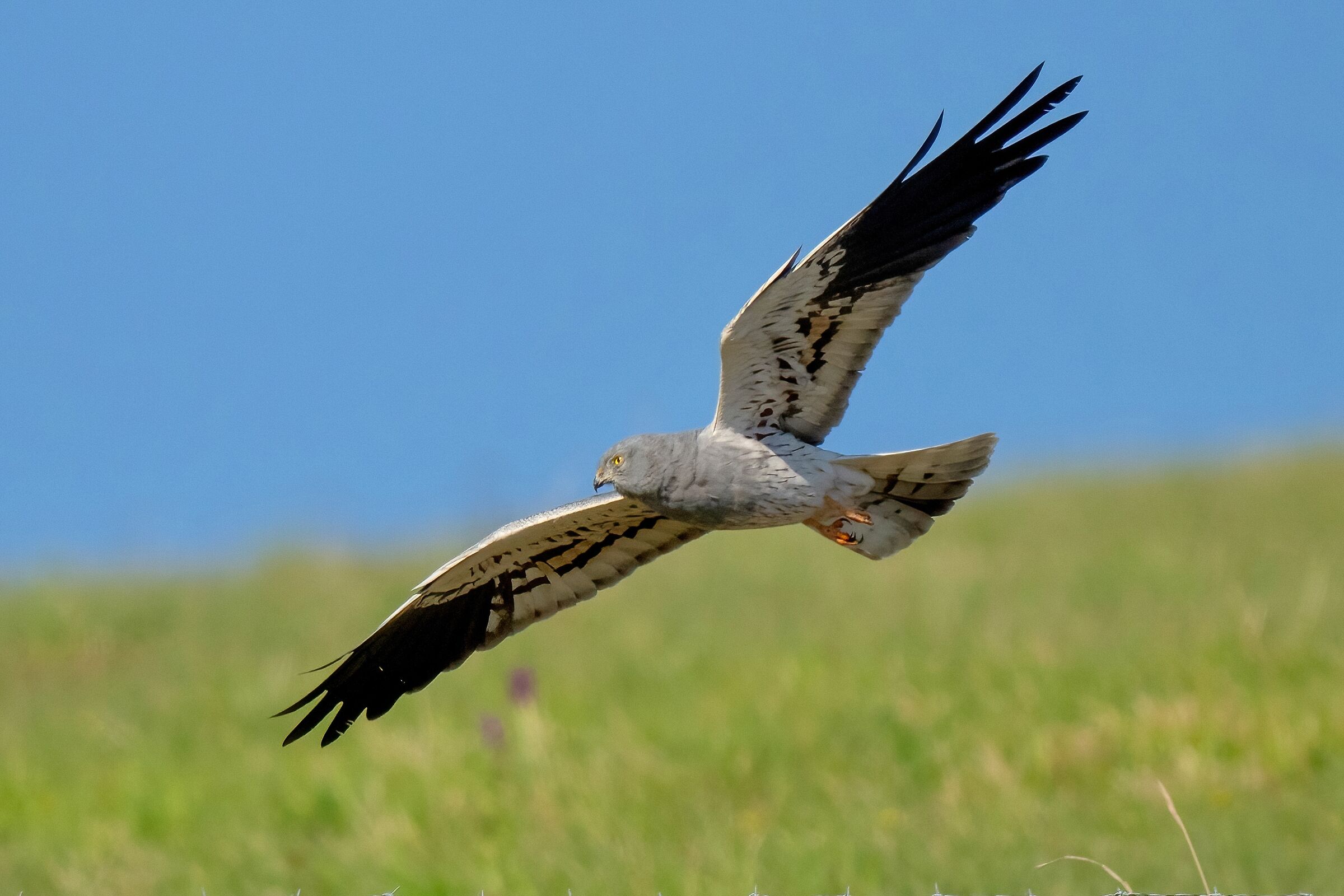 Montagu's Harrier (Circus pygargus) - male