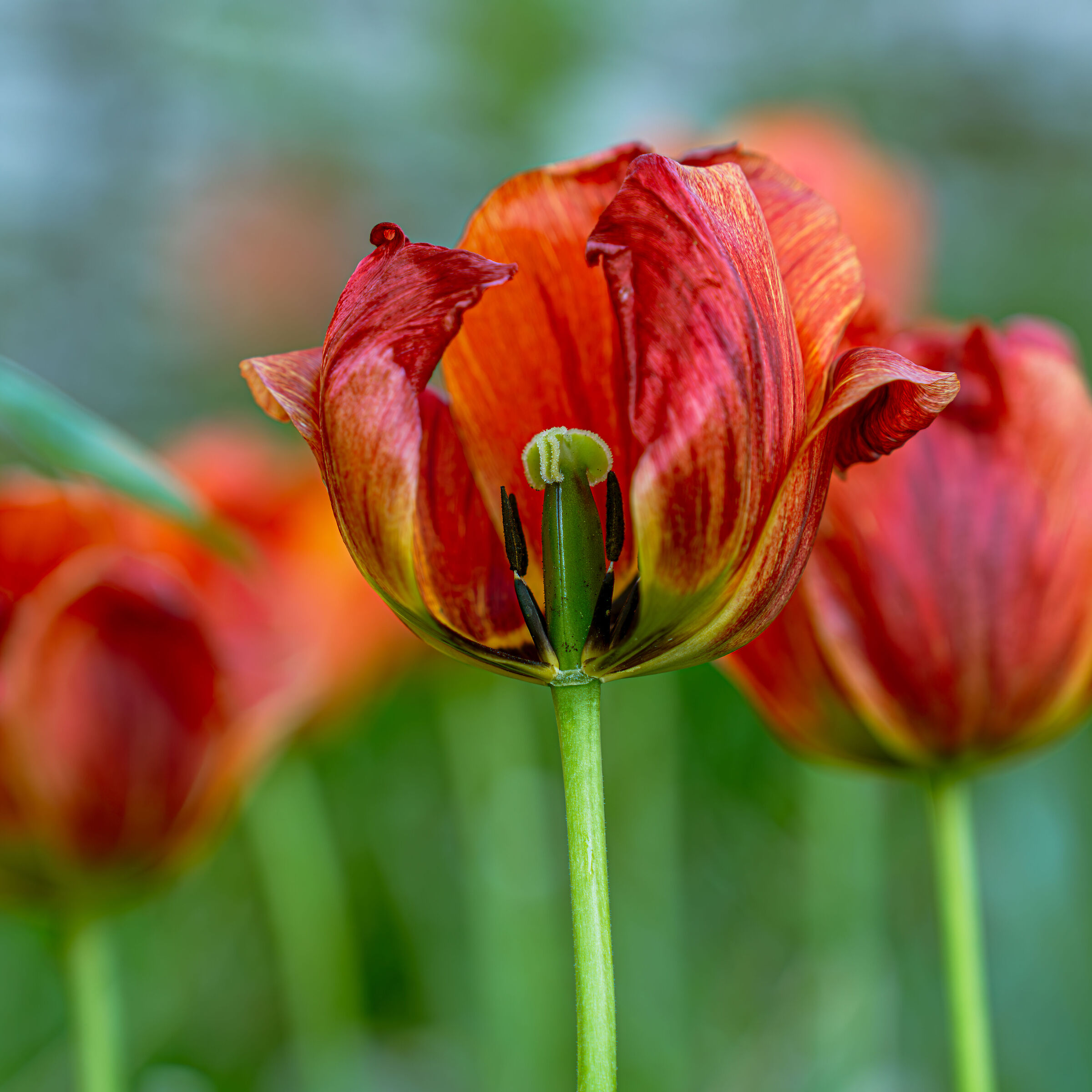 Tulipani