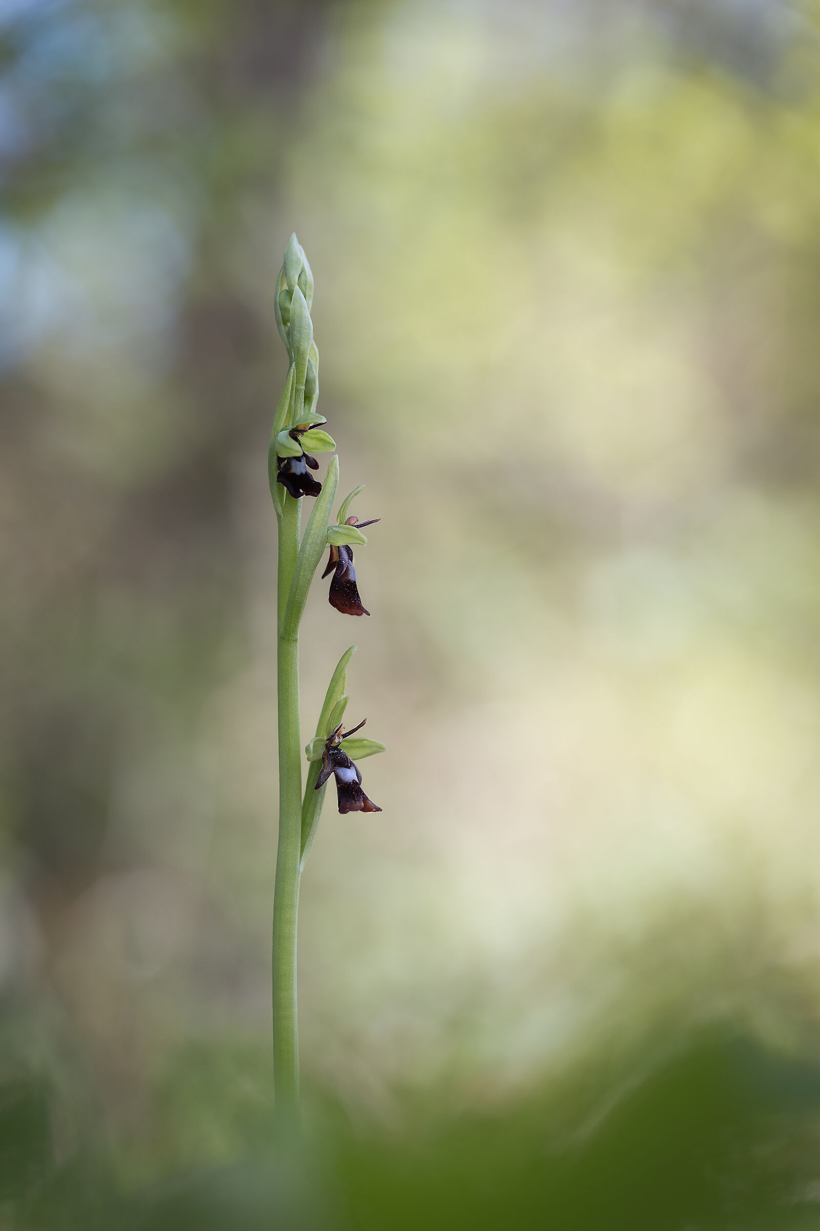 Ophrys insectifera