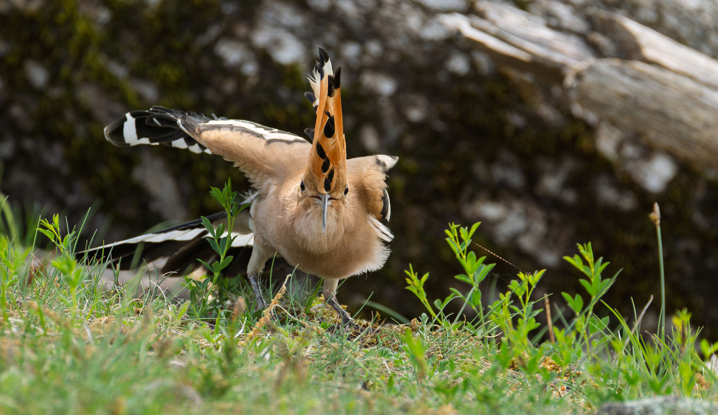 Hoopoe