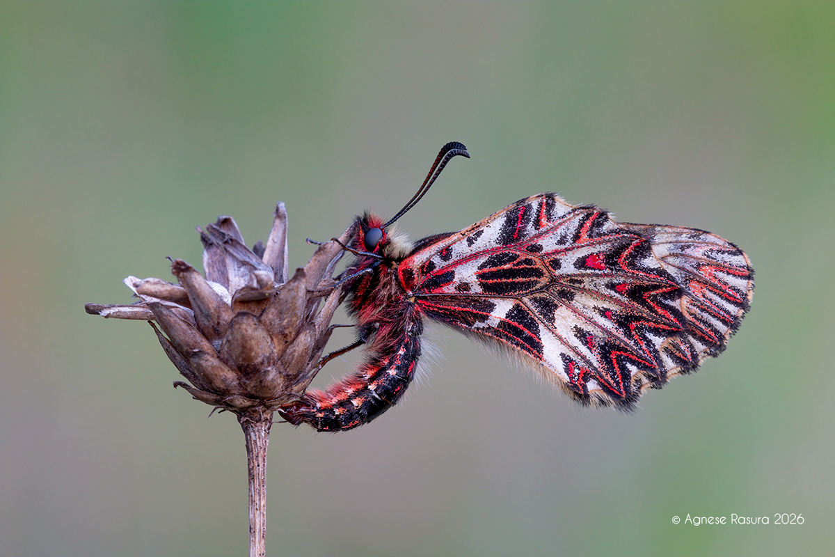 Zerynthia polyxena