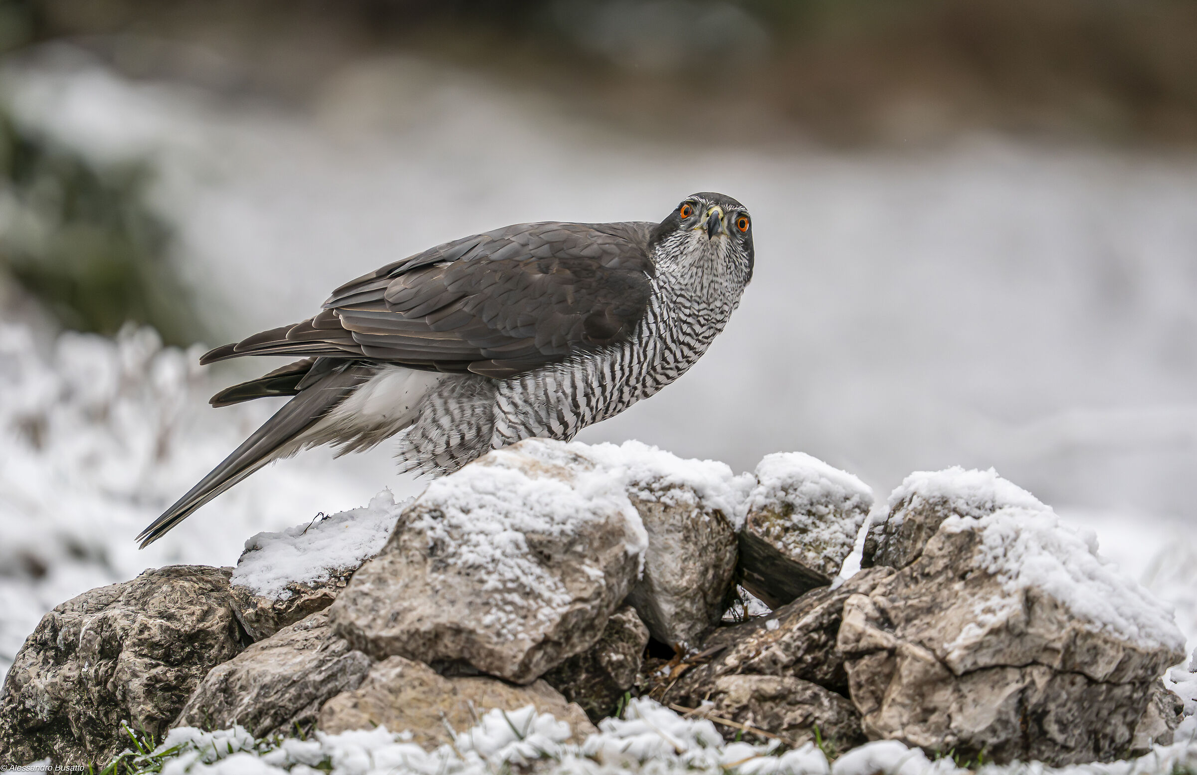 Goshawk